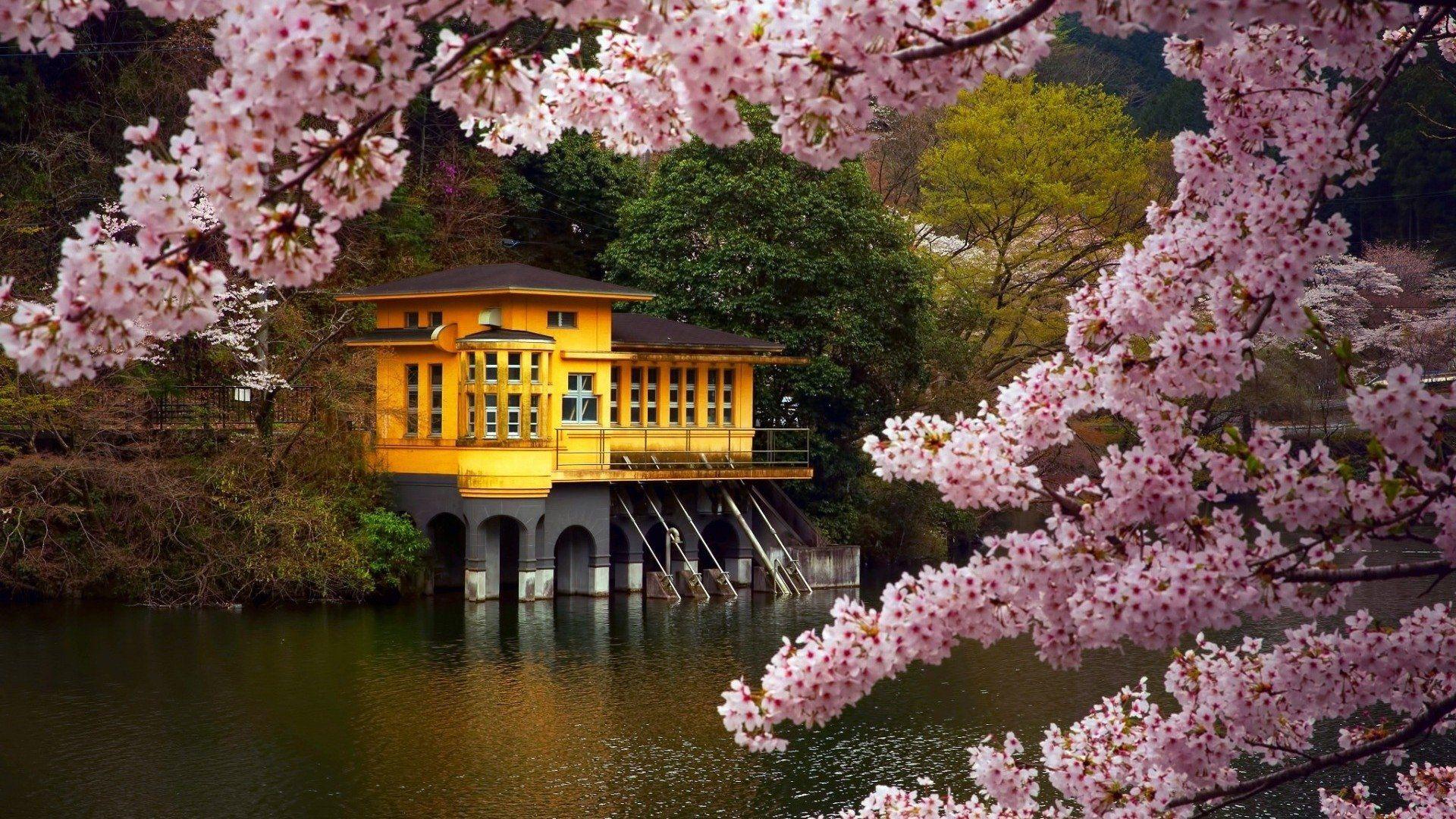 1920x1080 Japanese Street in Springtime HD Wallpaper. Background Image
