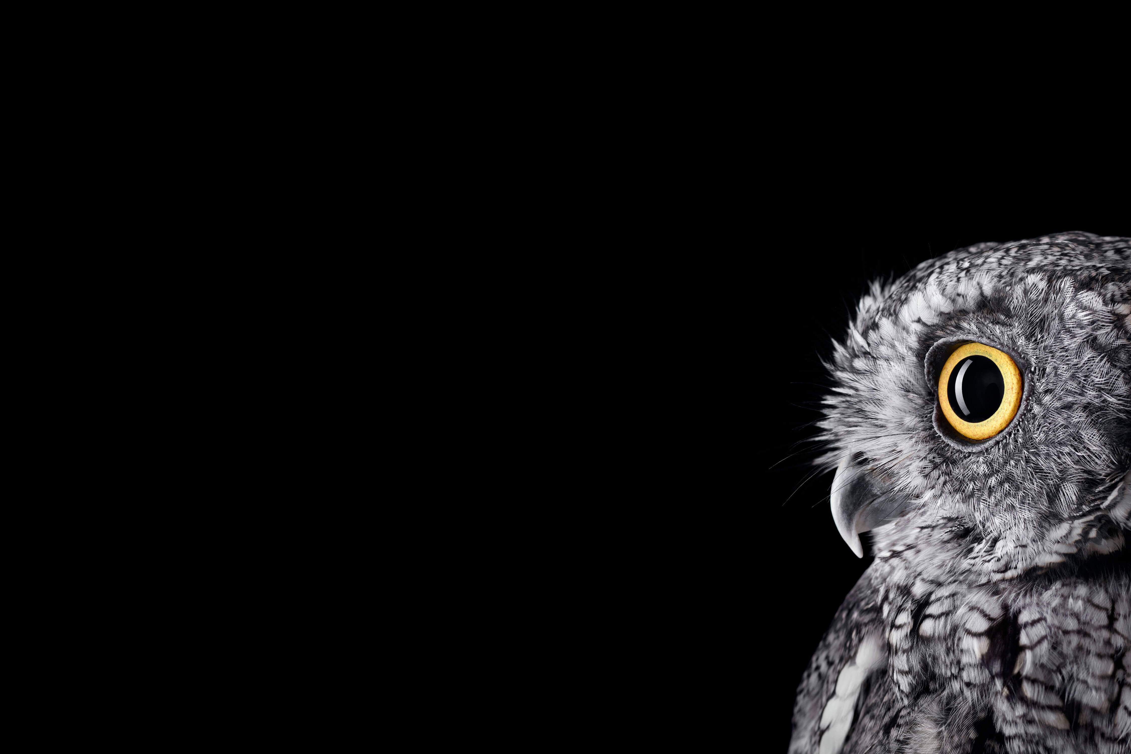4500x3000 Wallpaper Microsoft Surface, Microsoft Surface Studio, Owls, Birds, Barn Owl, Background Free Image