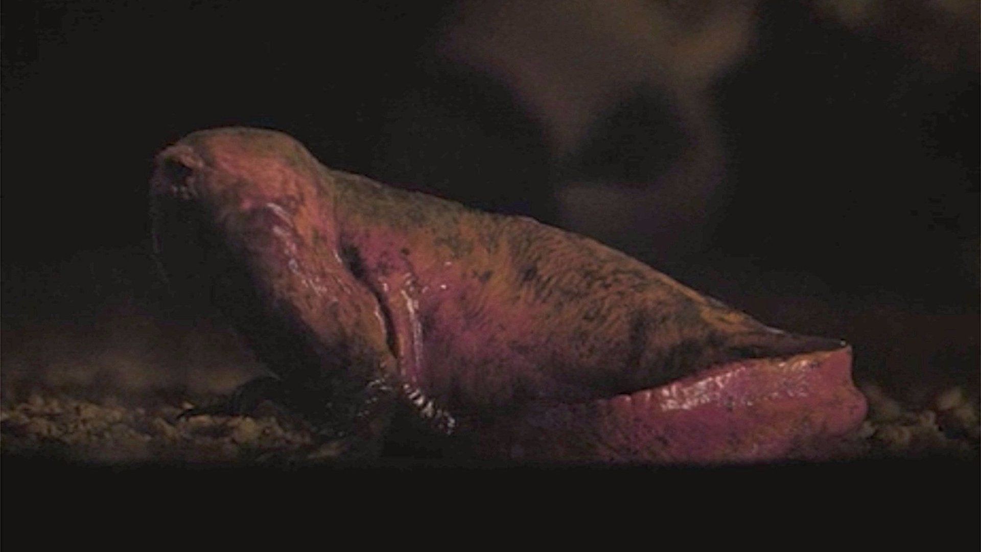 1920x1080 Stranger Things Season 2: Was Dart the Demodog Good?