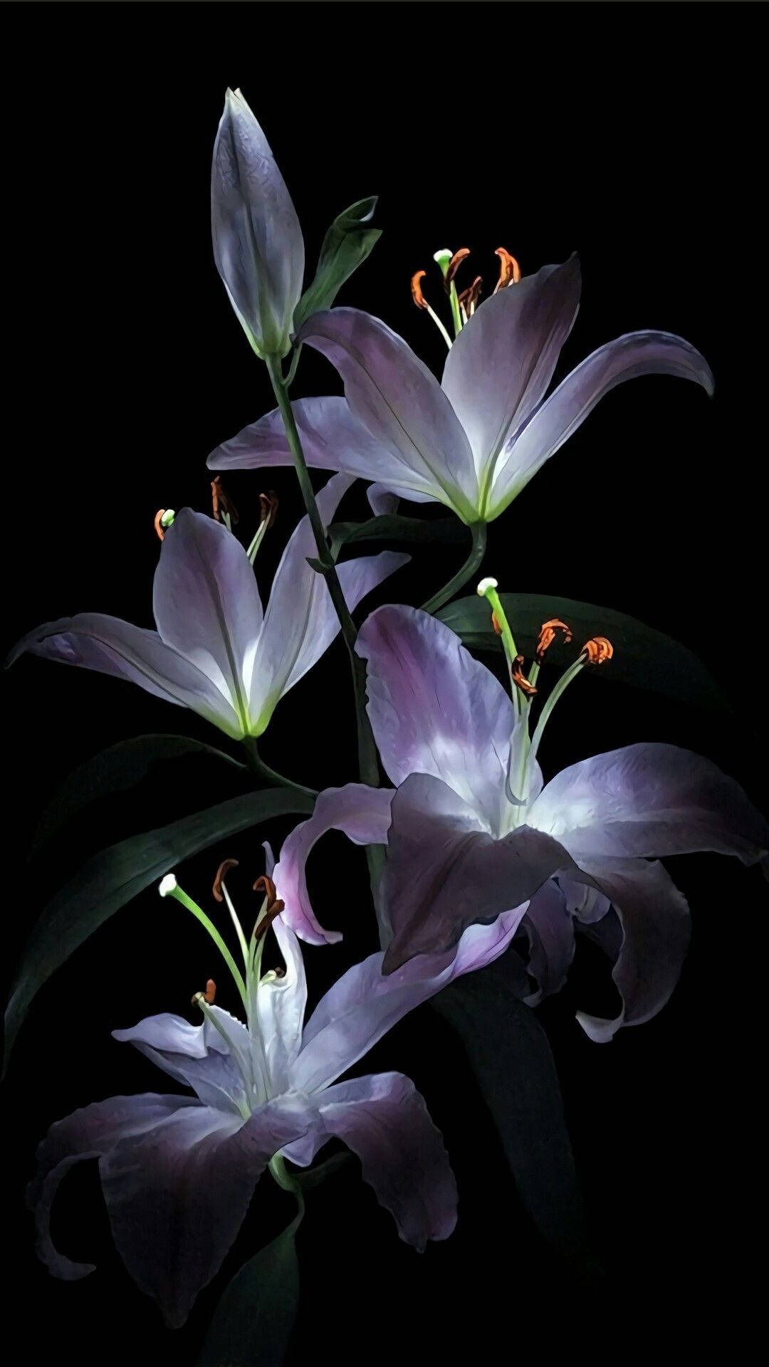 1080x1920 Download Gleaming White Lily In Dark Wallpaper