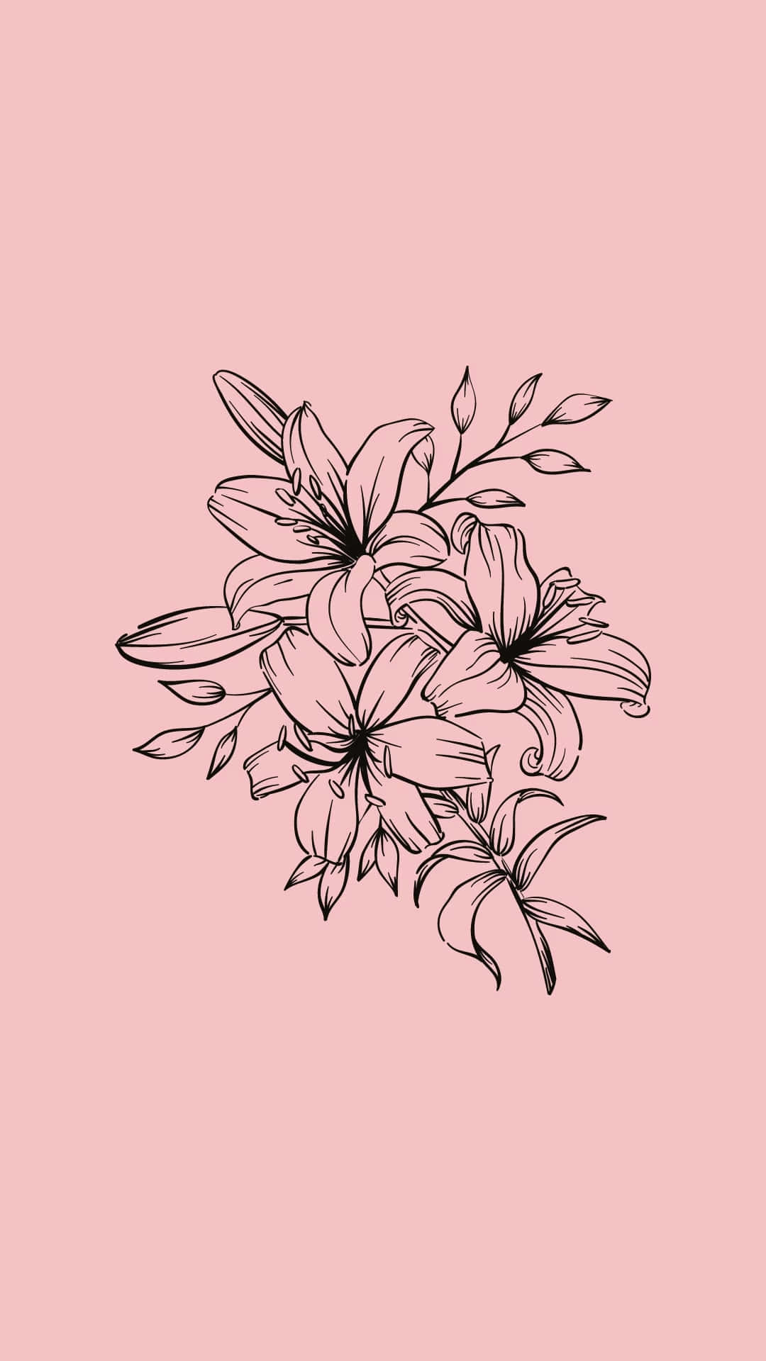 1080x1920 Download Minimalist Lily Illustration Pink Background Wallpaper