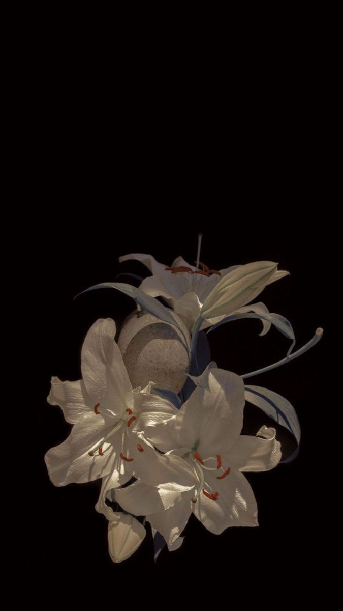 675x1200 Empathy Gift: A Penny Dreadful Book of Flowers and Creatures. Black lilies aesthetic, Black lily aesthetic, Black flowers pfp