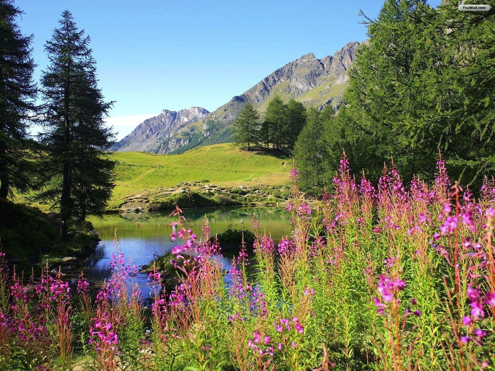 Spring In India Wallpapers - Top Free Spring In India Backgrounds ...