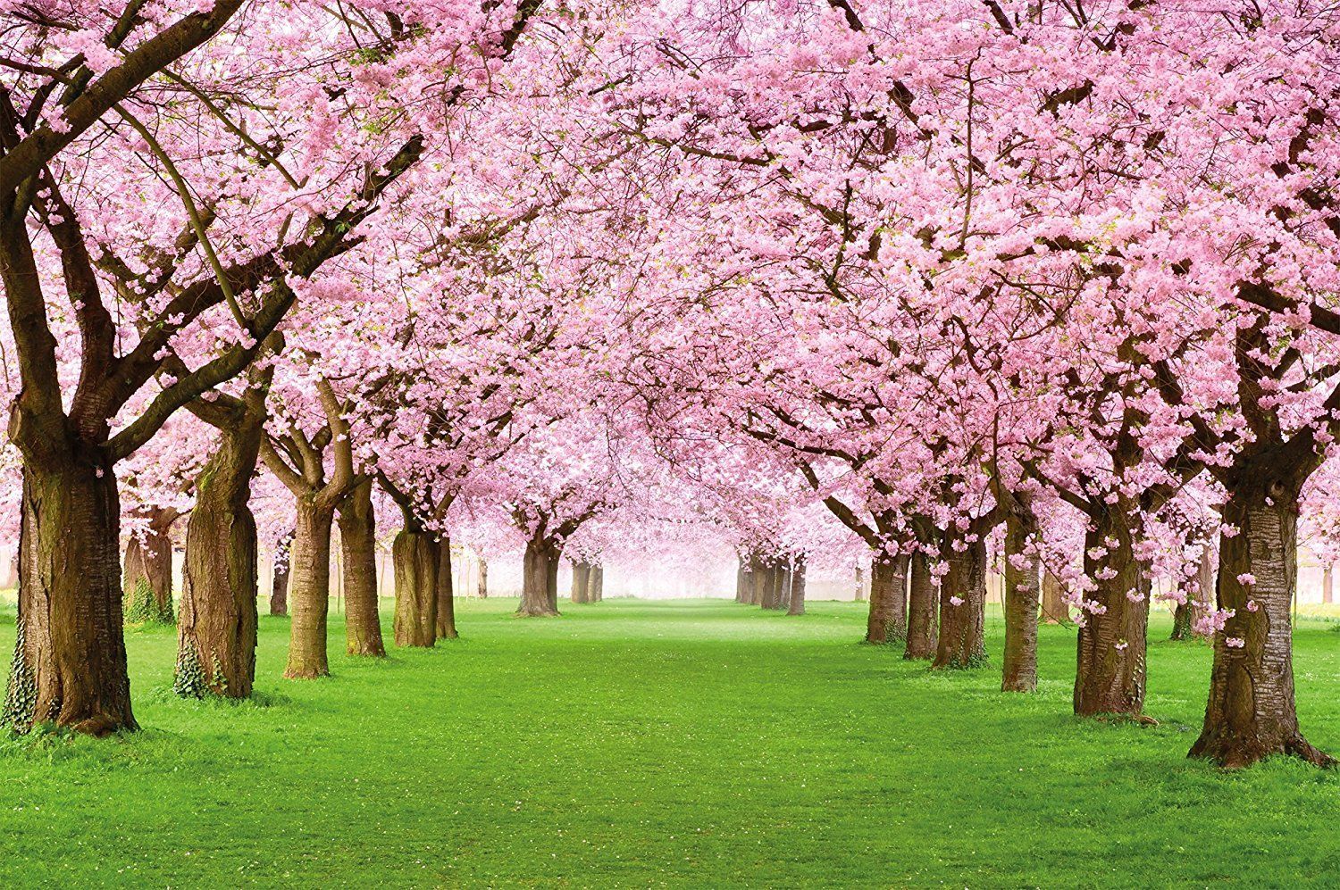 India Spring Color Spring In India Wallpapers - Top Free Spring In India Backgrounds ...