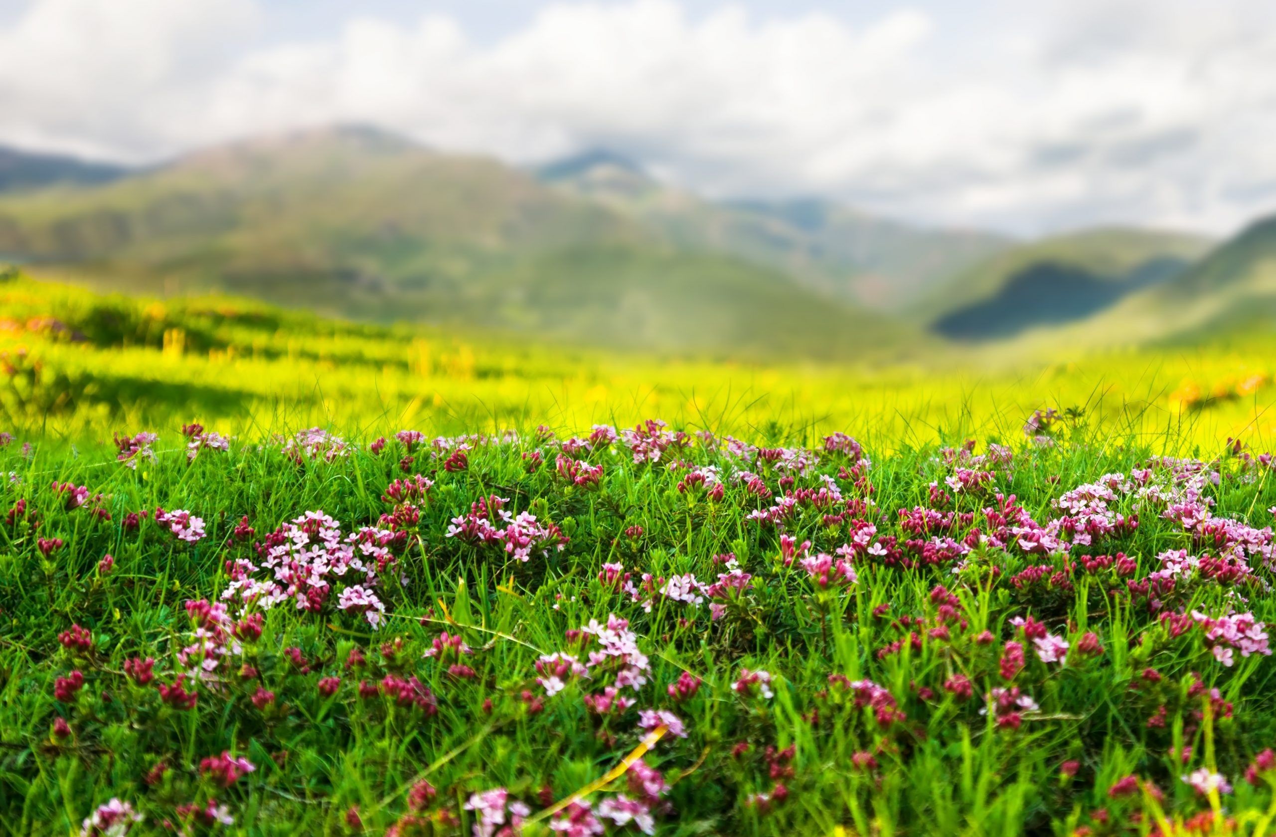 Spring In India Wallpapers - Top Free Spring In India Backgrounds ...