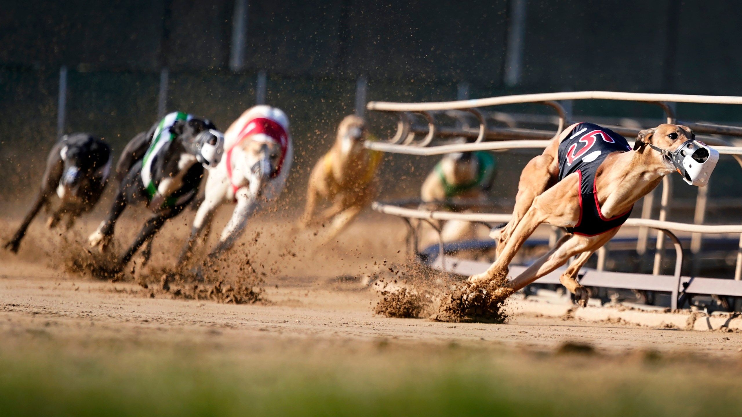 Dog Race Wallpapers - Top Free Dog Race Backgrounds - WallpaperAccess