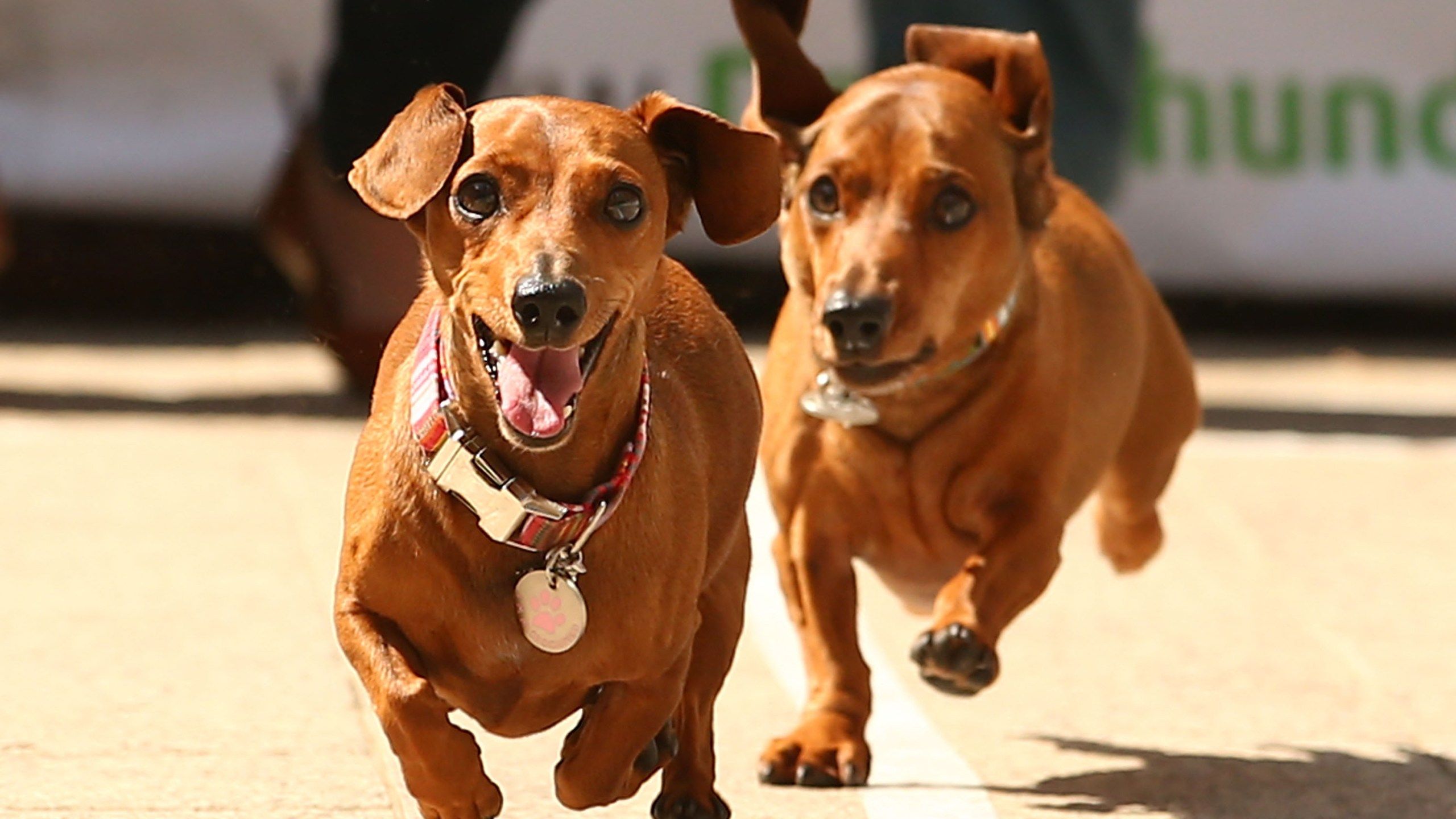 Dog Race Wallpapers - Top Free Dog Race Backgrounds - WallpaperAccess