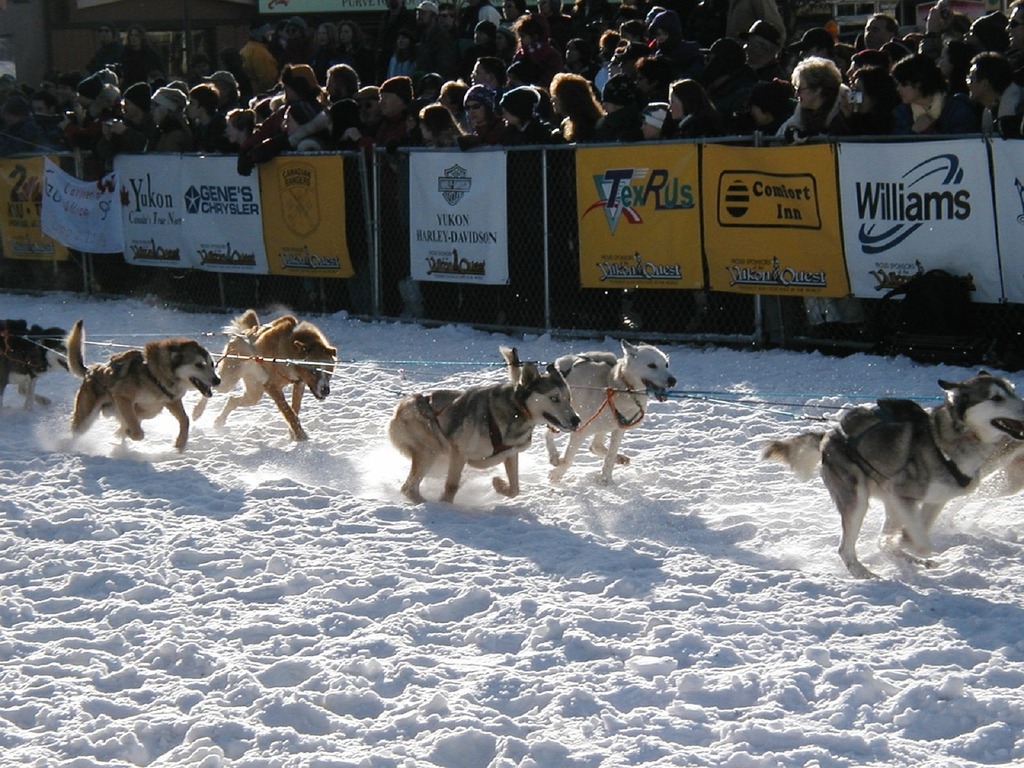Realy Dog Races Dog Race Wallpapers - Top Free Dog Race Backgrounds - WallpaperAccess