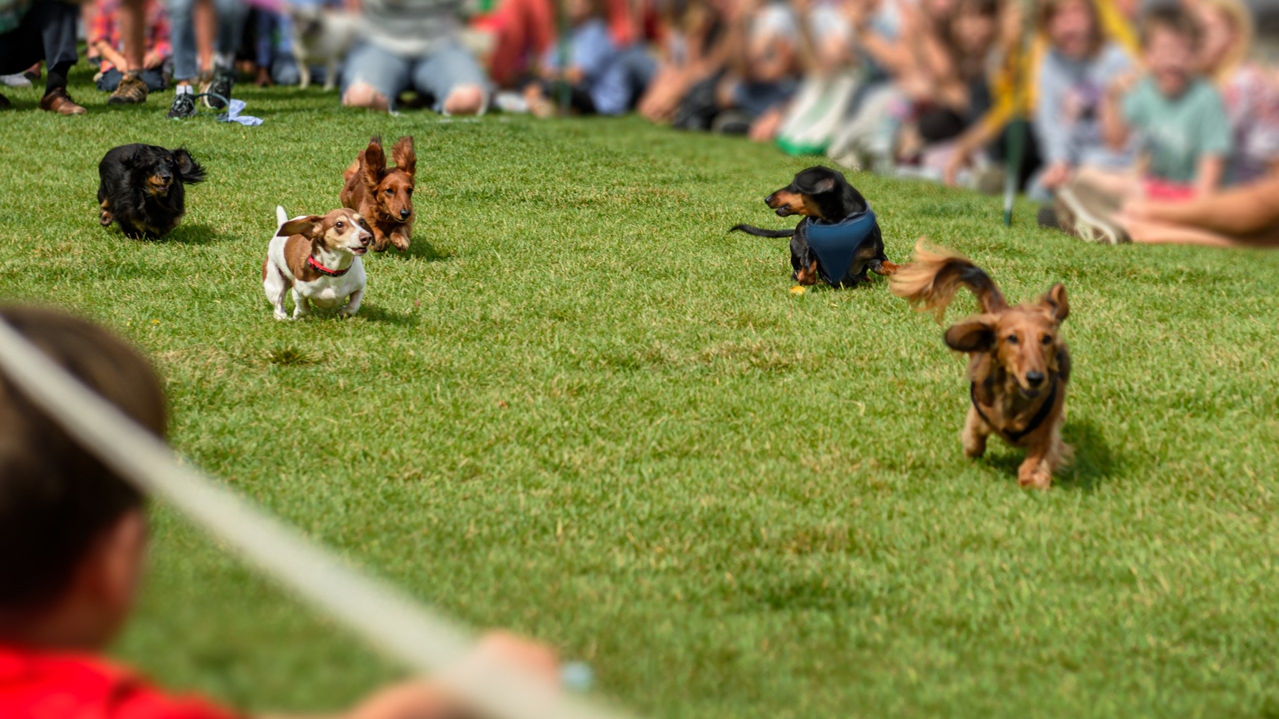 Dog Food Racing Dog Race Wallpapers - Top Free Dog Race Backgrounds - WallpaperAccess