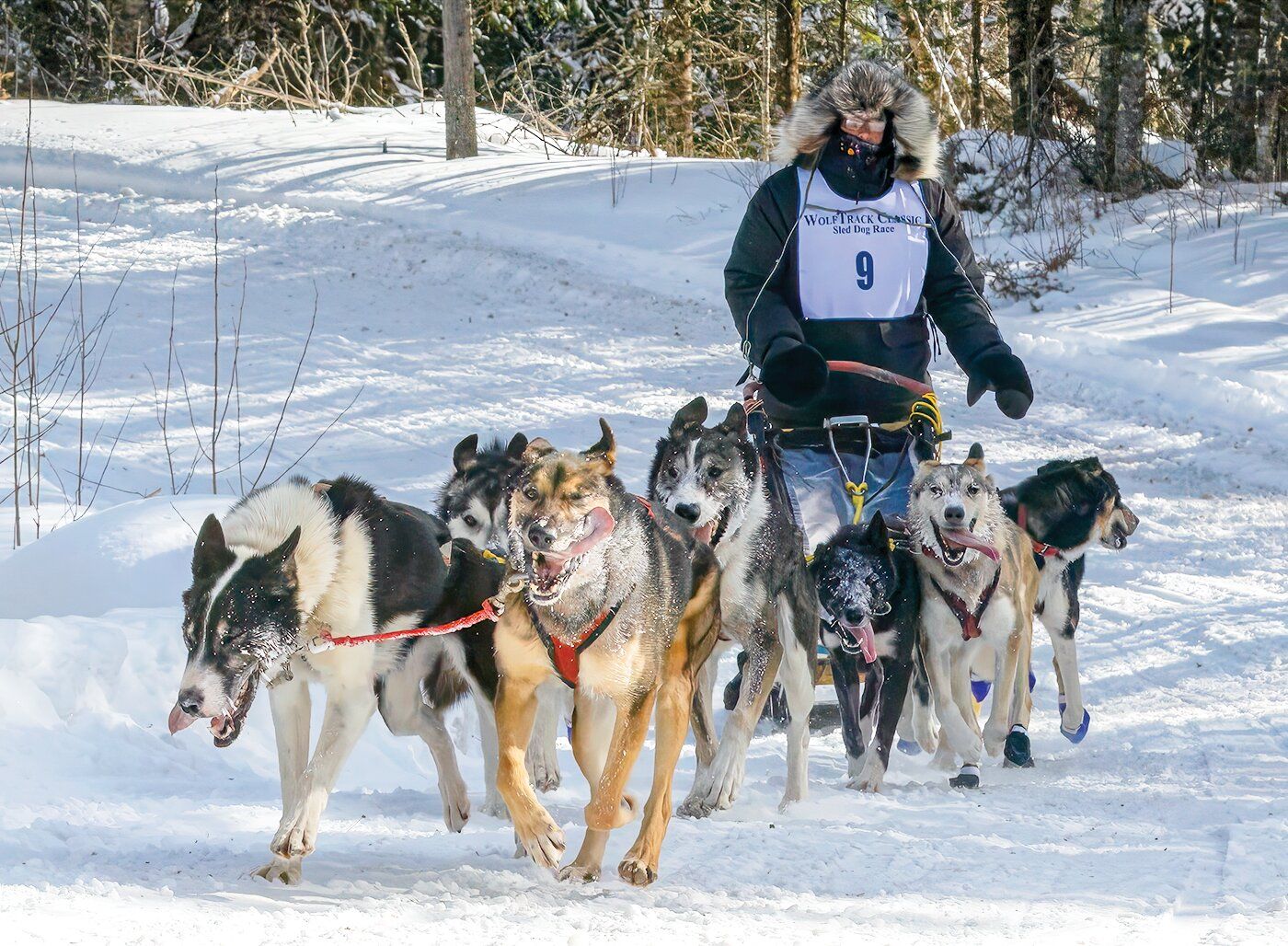 Realy Dog Races Dog Race Wallpapers - Top Free Dog Race Backgrounds - WallpaperAccess