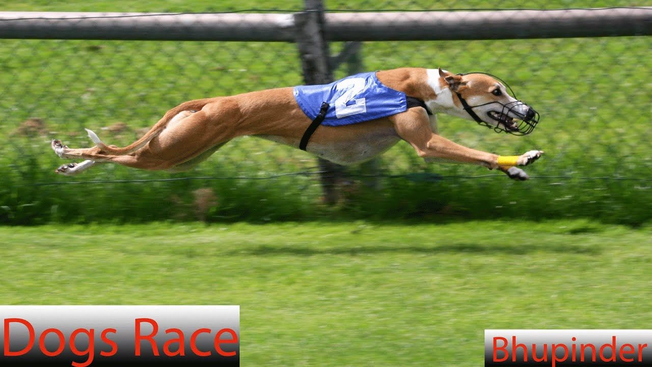 Realy Dog Races Dog Race Wallpapers - Top Free Dog Race Backgrounds - WallpaperAccess