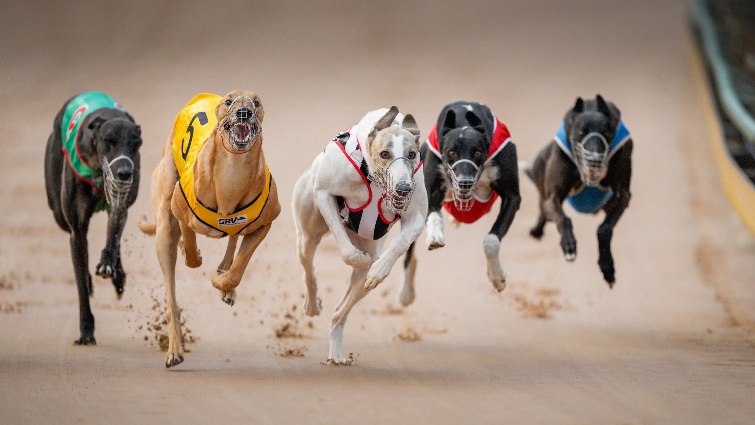 Realy Dog Races Dog Race Wallpapers - Top Free Dog Race Backgrounds - WallpaperAccess