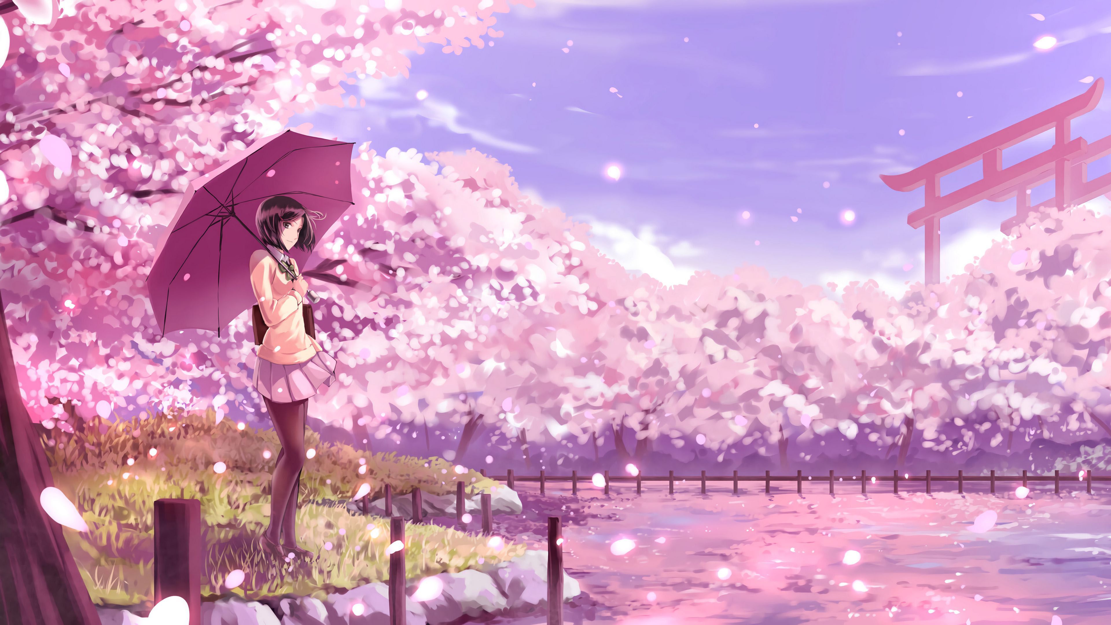 3840x2160 Anime Girl Purple Umbrella Pink Sakura Flowers Background 4K HD Anime Girl Wallpaper
