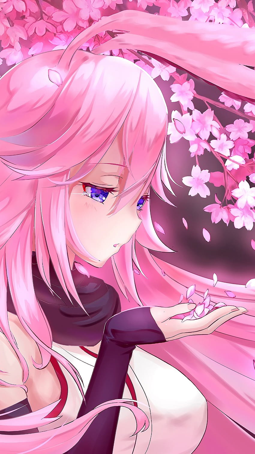 850x1511 Anime Girl Pink Hair Cherry Blossom Yae Sakura Honkai [2160x3840] for your, Mobile & Tablet, anime cute pink HD phone wallpaper