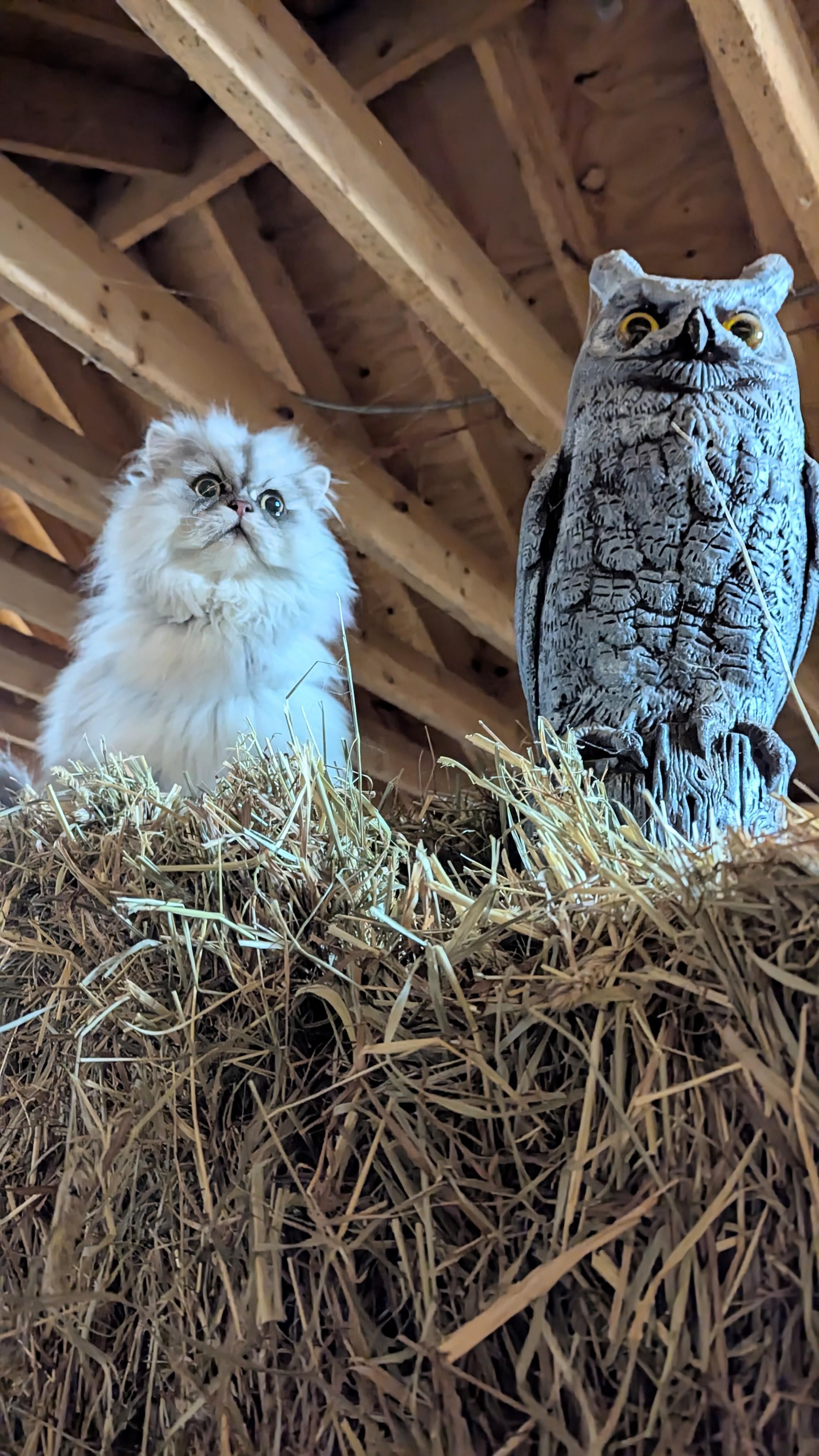 2268x4032 Meowl