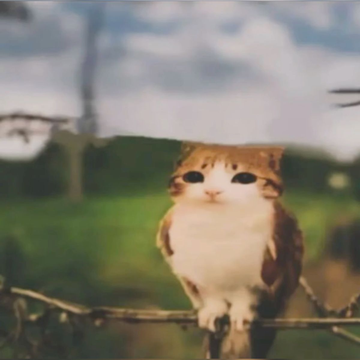 1200x1200 Discover 12 meowl and silly cats ideas on this Pinterest board. owl cat, cat memes, funny cats and more