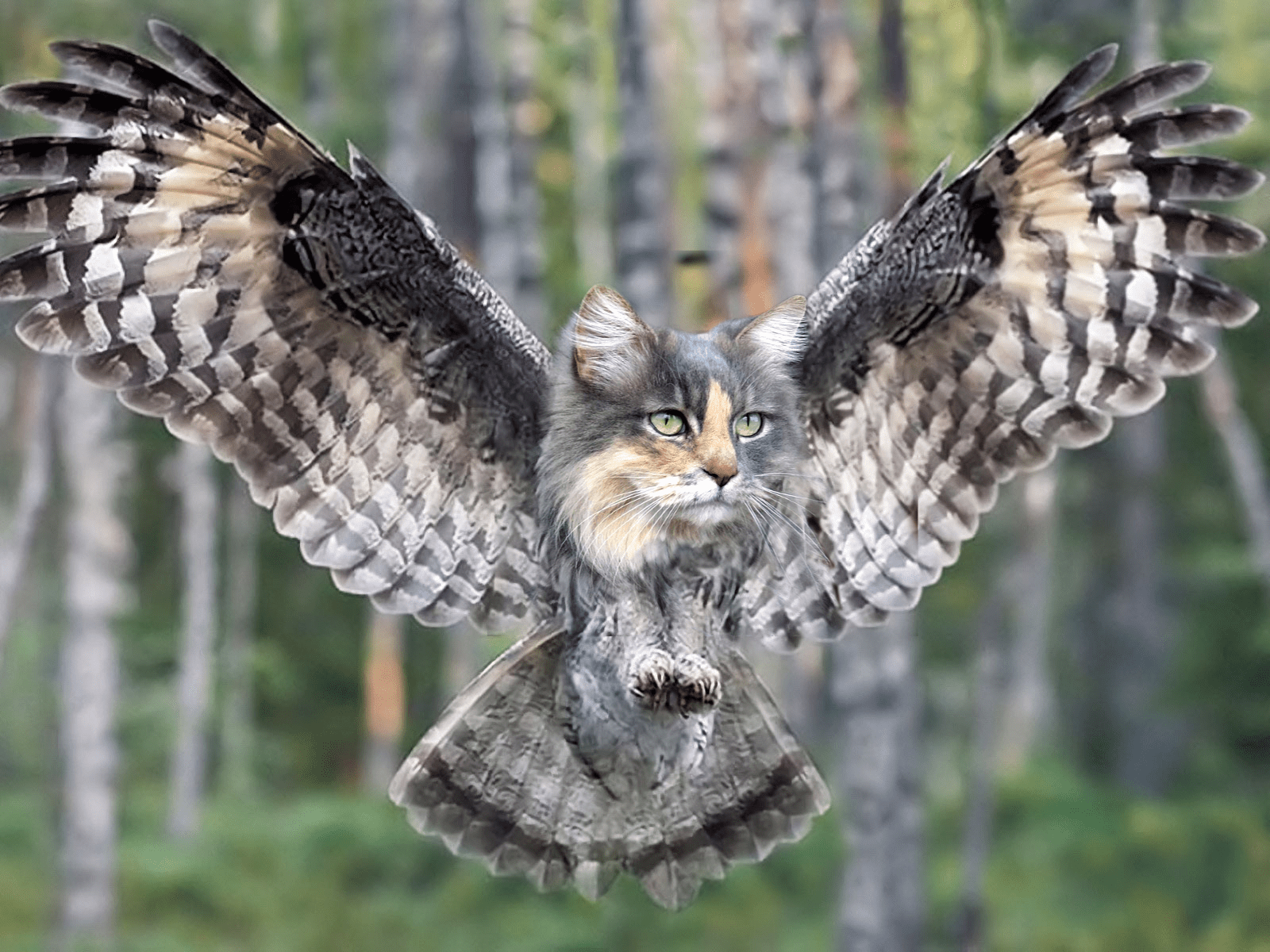 1600x1200 Grey Meowl In Flight