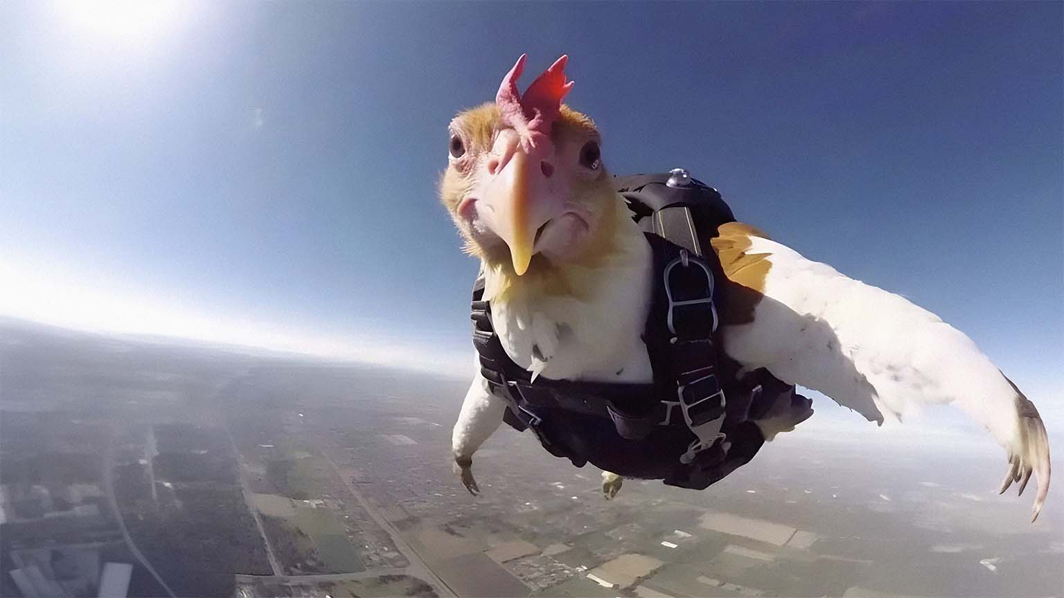 1536x864 Chicken Goofy Ahh Desktop Wallpaper Desktop Background
