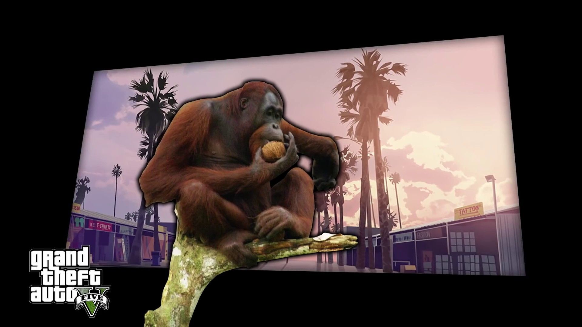 1920x1080 Monkey Live Wallpaper, Animated Wallpaper