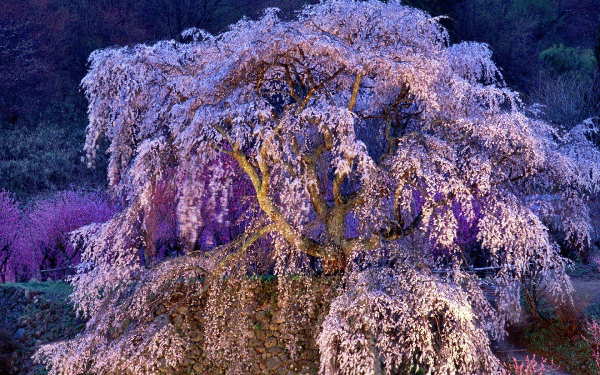 1920x1200 Japan cherry blossoms flowers spring flowered trees wallpaperx1200