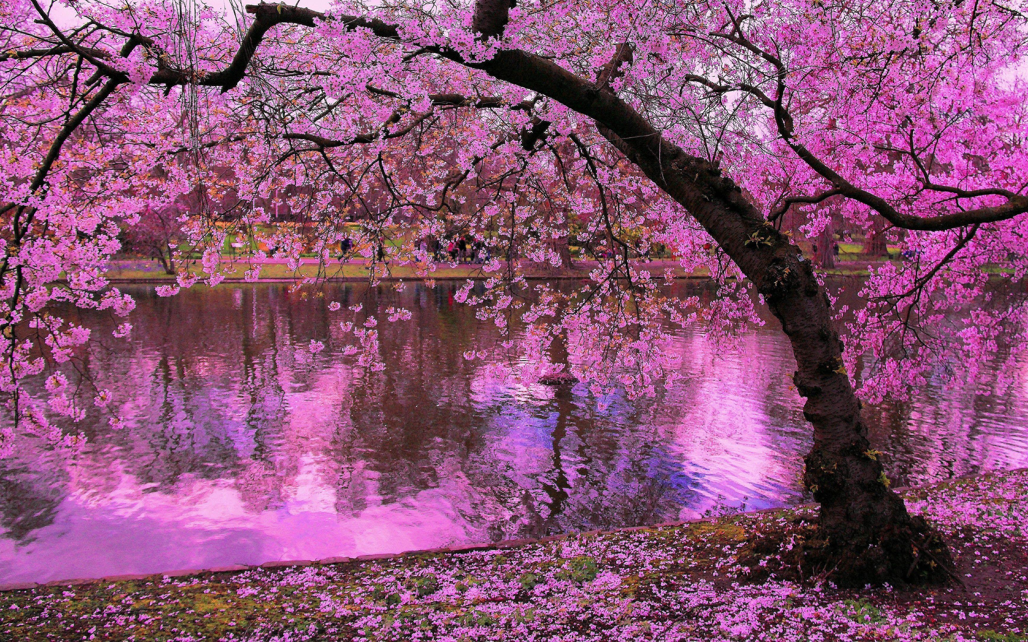 3469x2168 Cây nở vào mùa xuân, những bông hoa màu hồng của phản chiếu sông anh đào