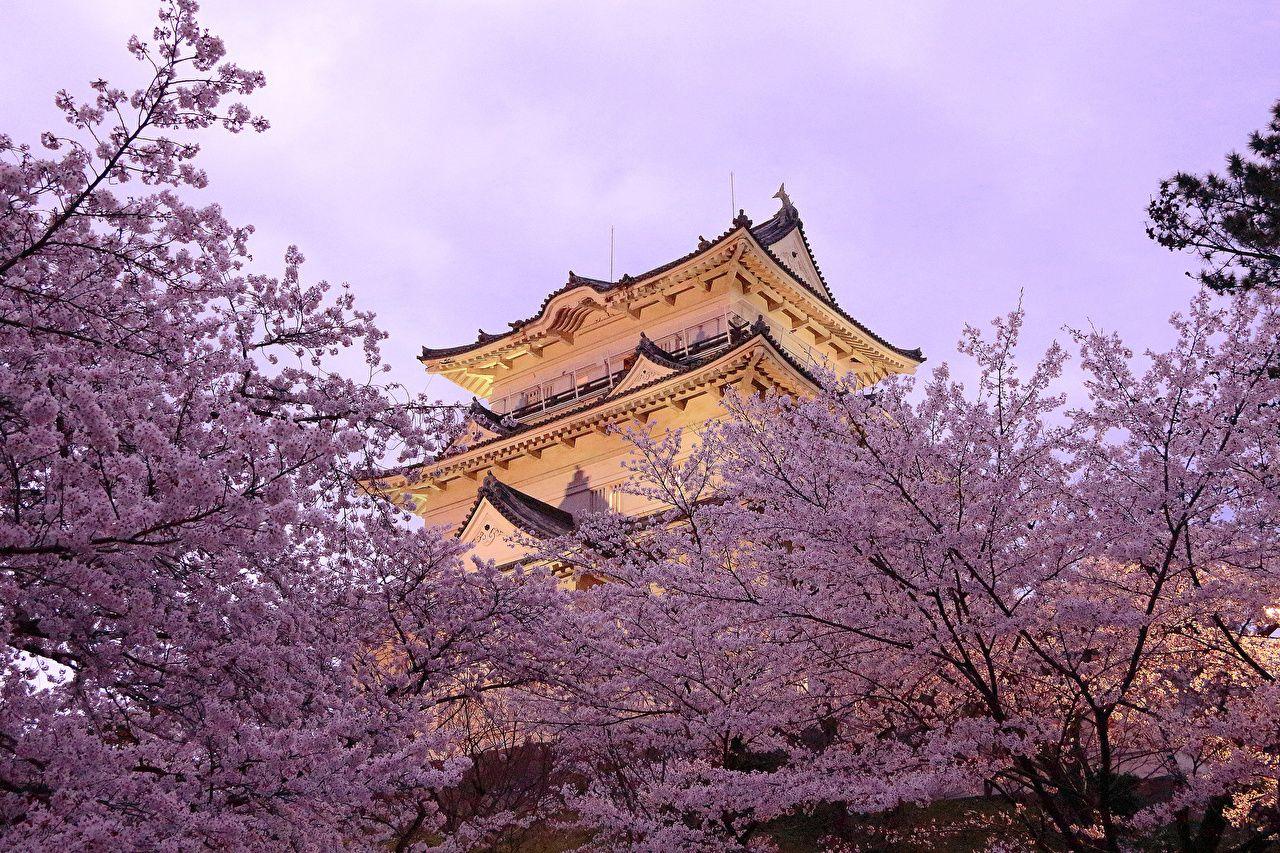 1280x853 Desktop Wallpaper Japan Sakura Spring Pagodas Cities