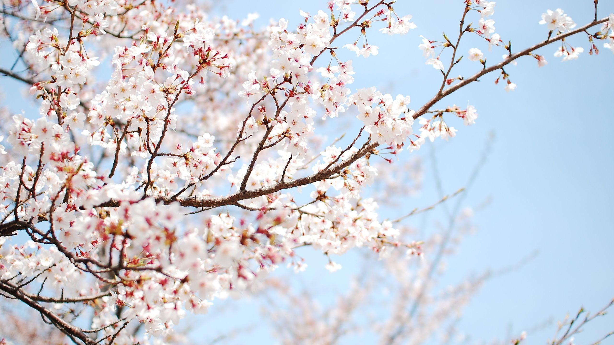 Sakura Aesthetic Wallpapers - Top Free Sakura Aesthetic Backgrounds - WallpaperAccess