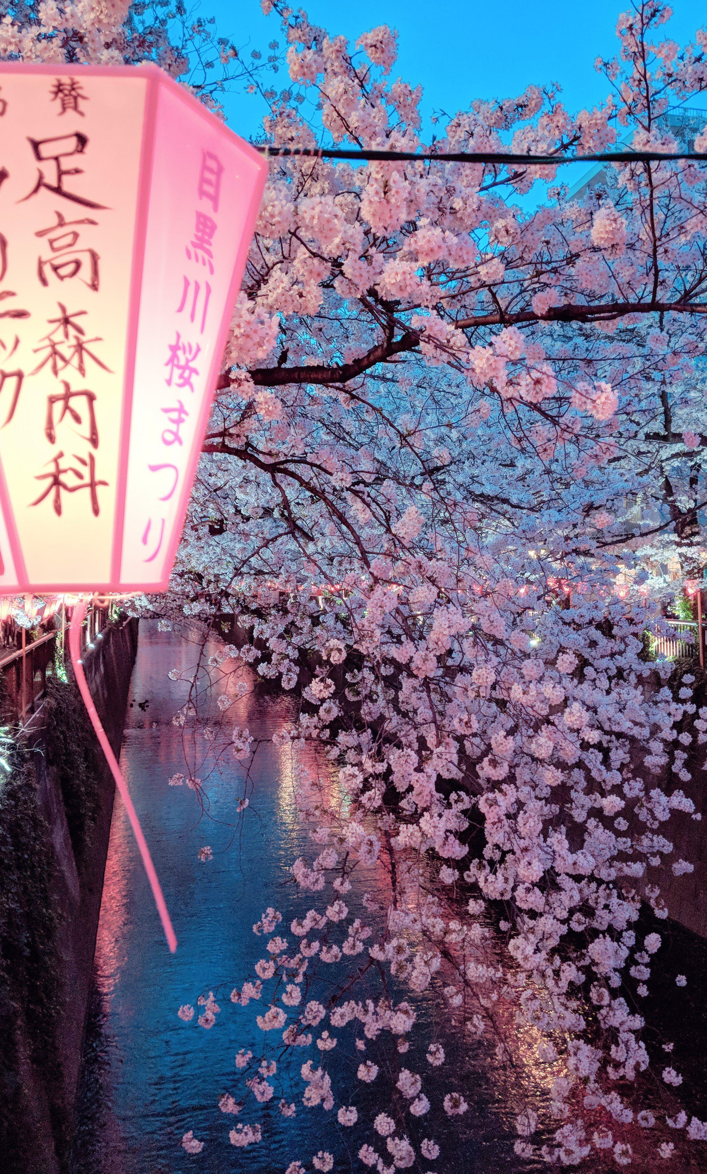 Sakura Aesthetic Wallpapers - Top Free Sakura Aesthetic Backgrounds -  WallpaperAccess