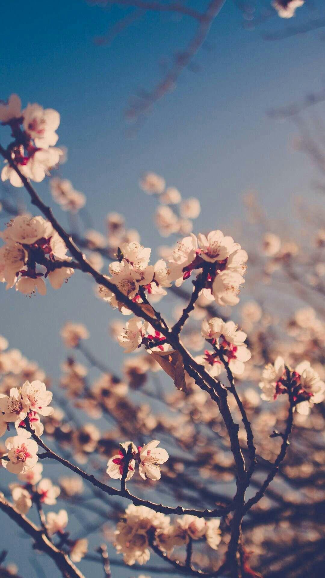 Sakura Aesthetic Wallpapers - Top Free Sakura Aesthetic Backgrounds - WallpaperAccess