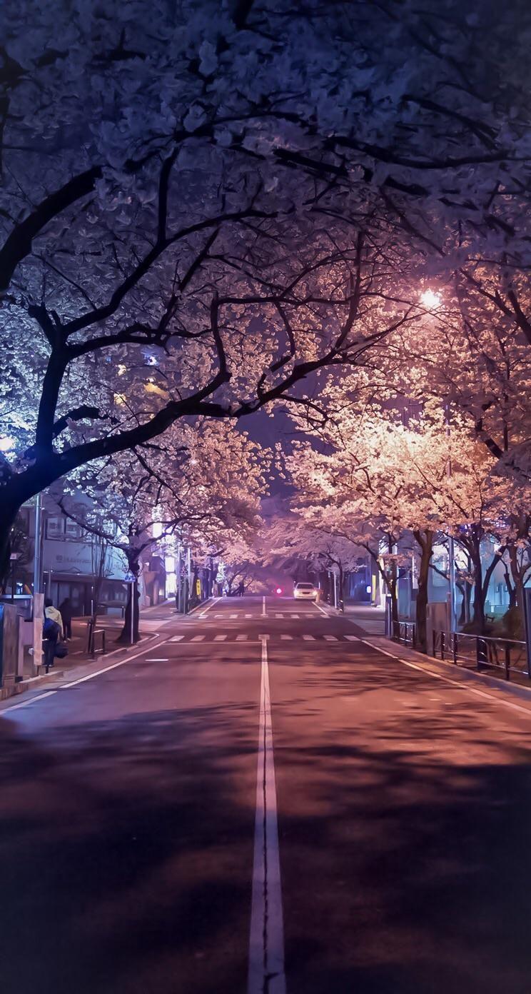 Sakura Aesthetic Wallpapers - Top Free Sakura Aesthetic Backgrounds