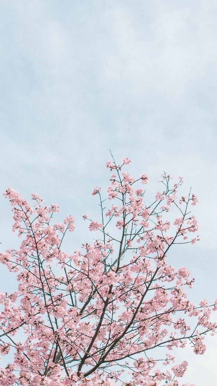 720x1280 This is my current wallpaper because sakura will bloom soon