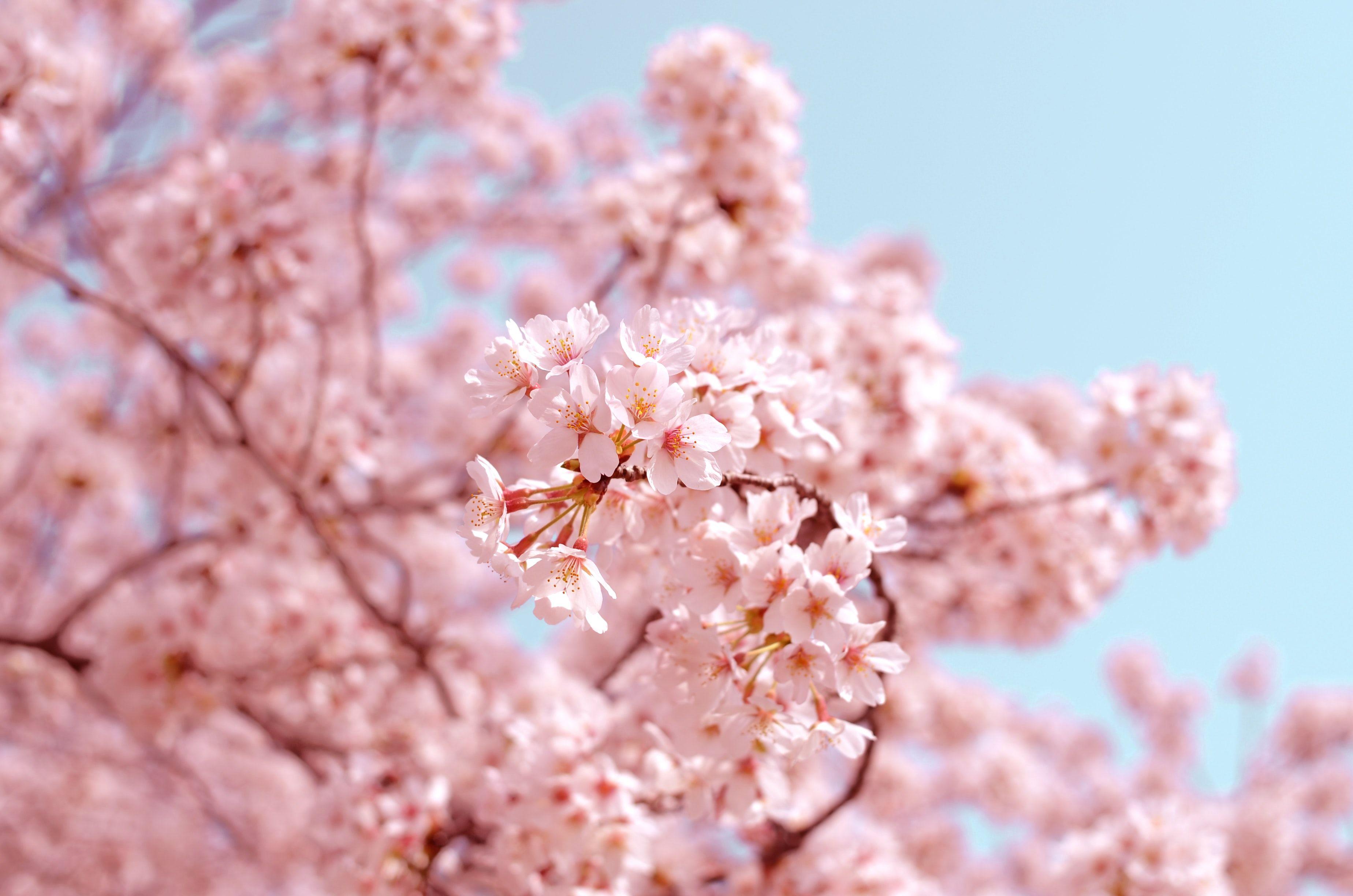 Sakura Aesthetic Wallpapers - Top Free Sakura Aesthetic Backgrounds