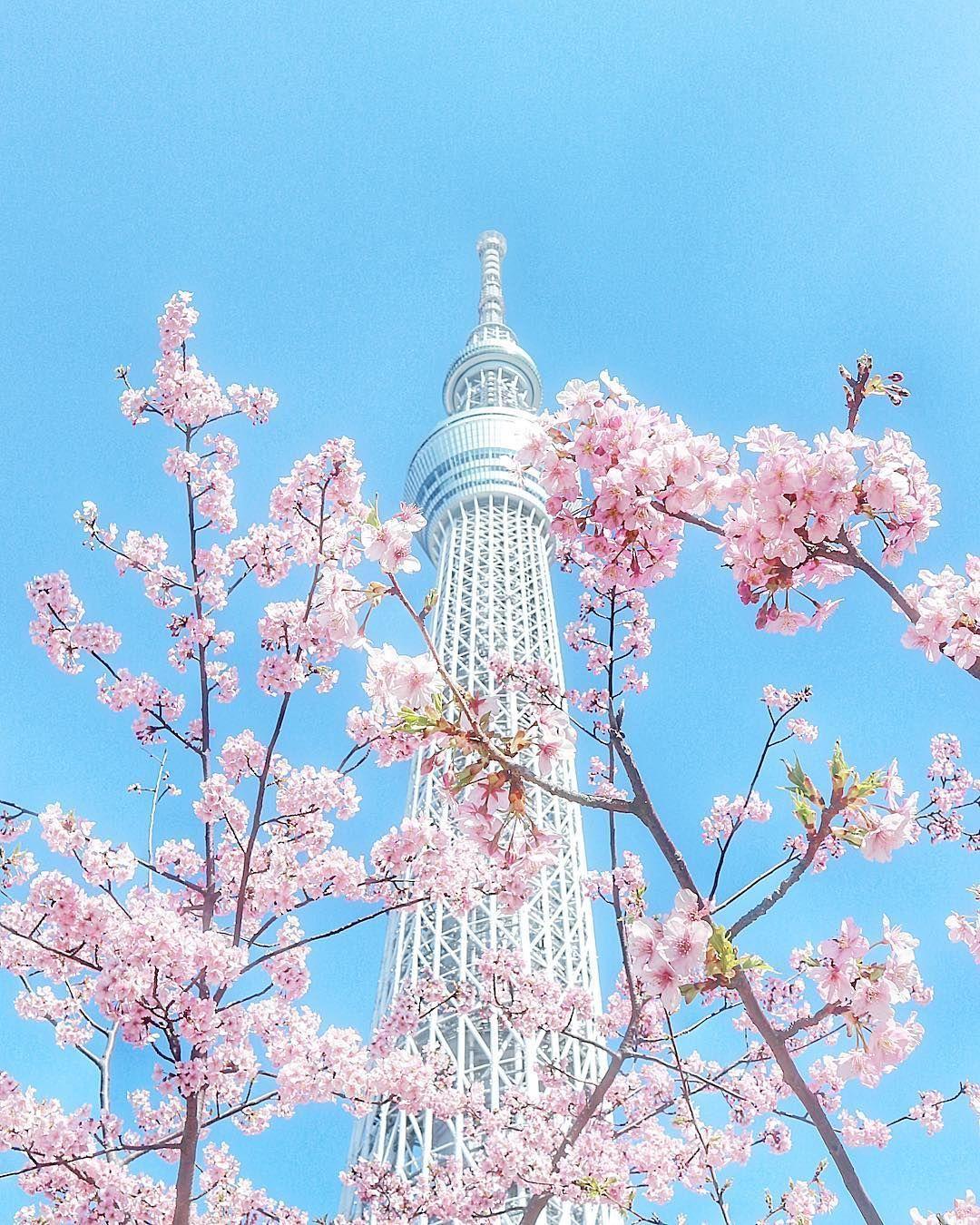 1080x1350 Tokyo Skytree, Tokyo, Japan, 東京スカイツリー, 東京, 日本, sakura, cherryblossom, 桜. Beautiful wallpaper background, Flower background wallpaper, Aesthetic japan
