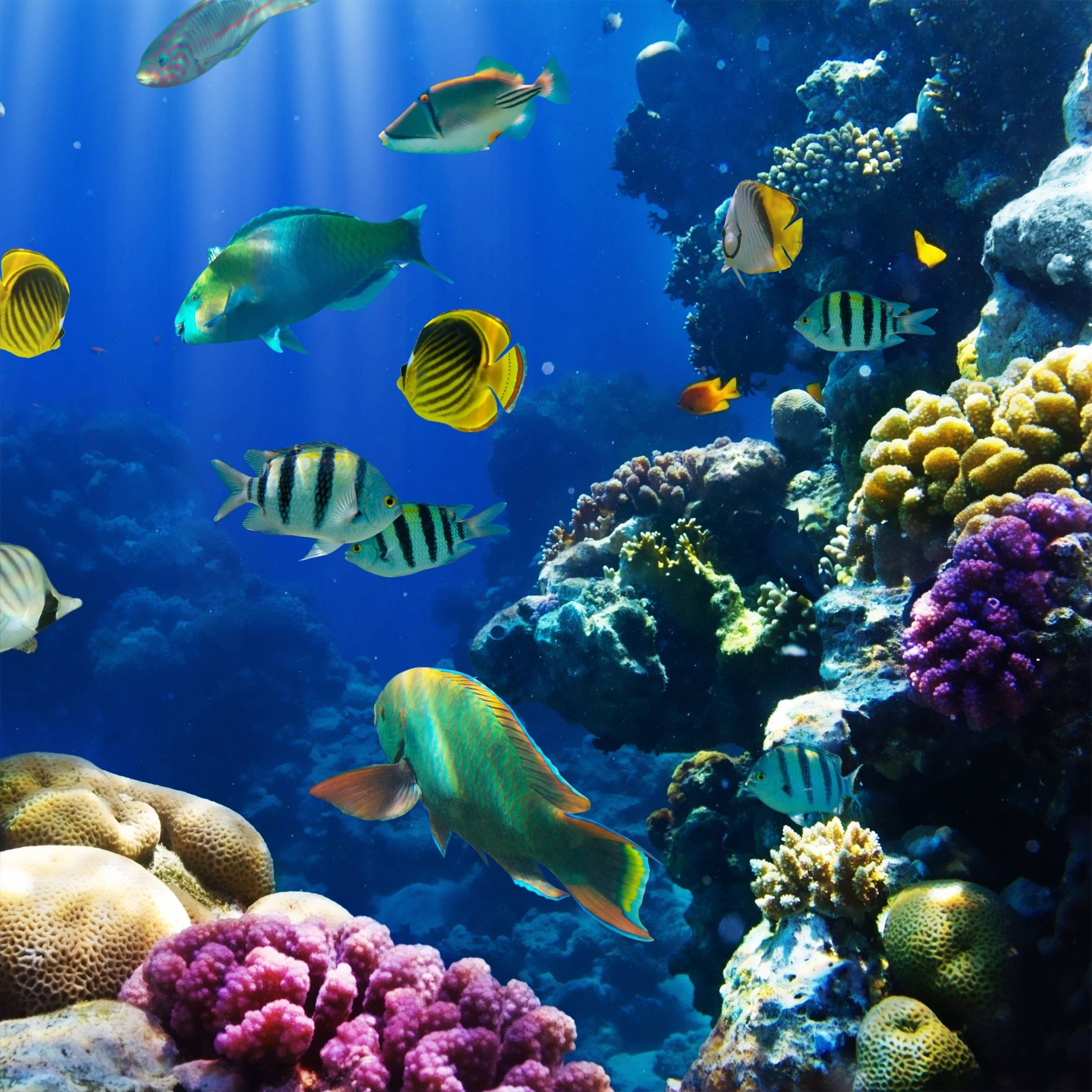 3200x3200 Tropical Fish On A Coral Reef Wall Mural