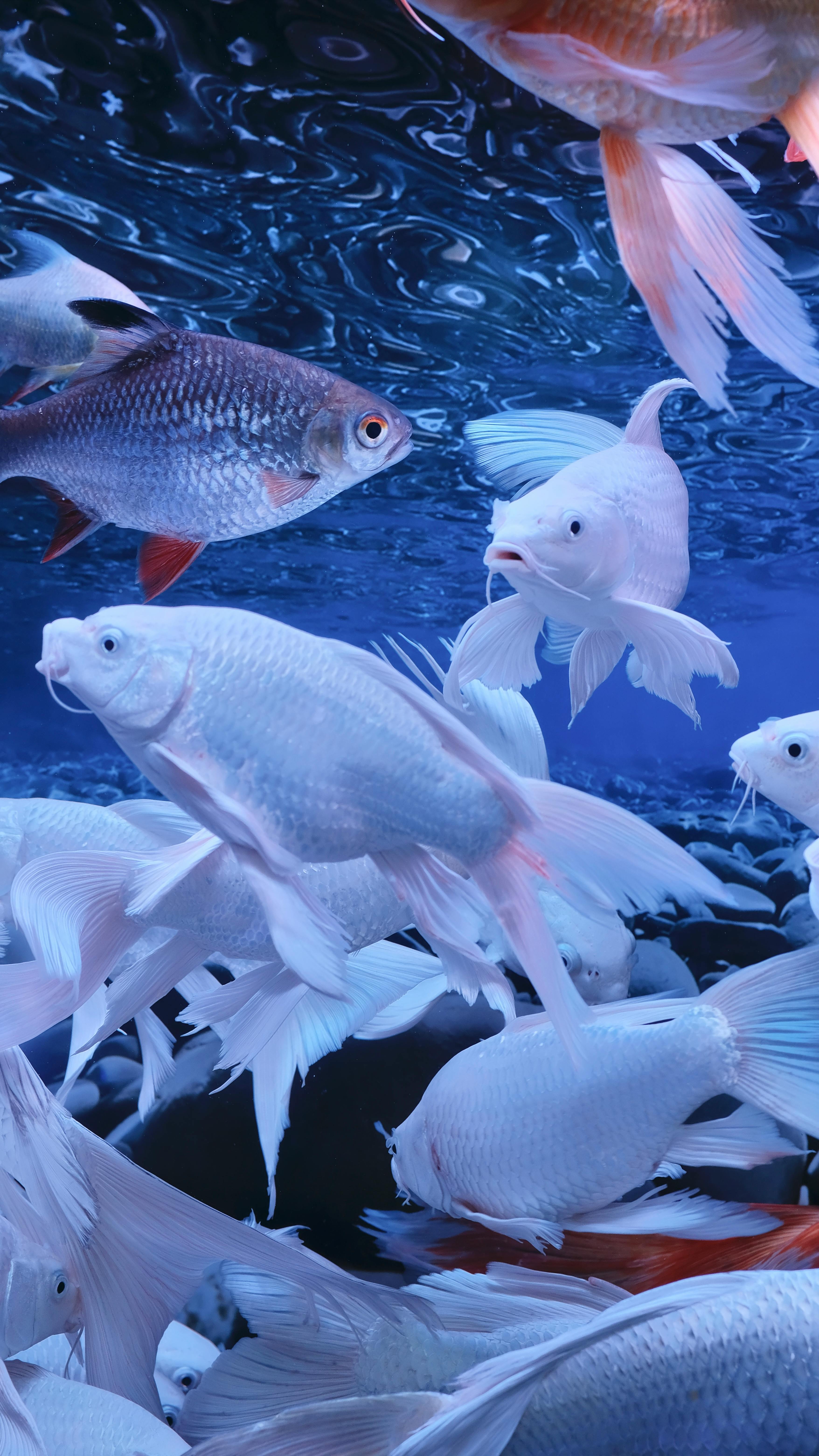 3512x6240 Aqua Life Photo, Download The BEST Free Aqua Life & HD Image