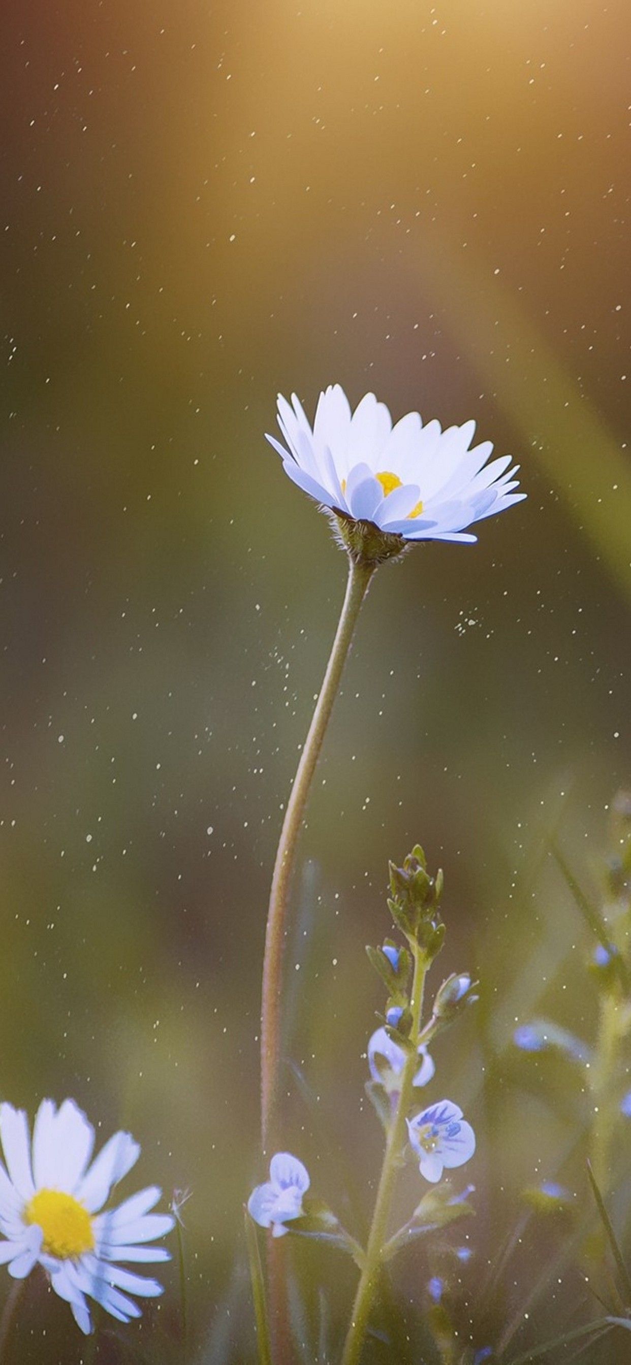 1242x2688 Xiaomi 15 Pro Wallpaper