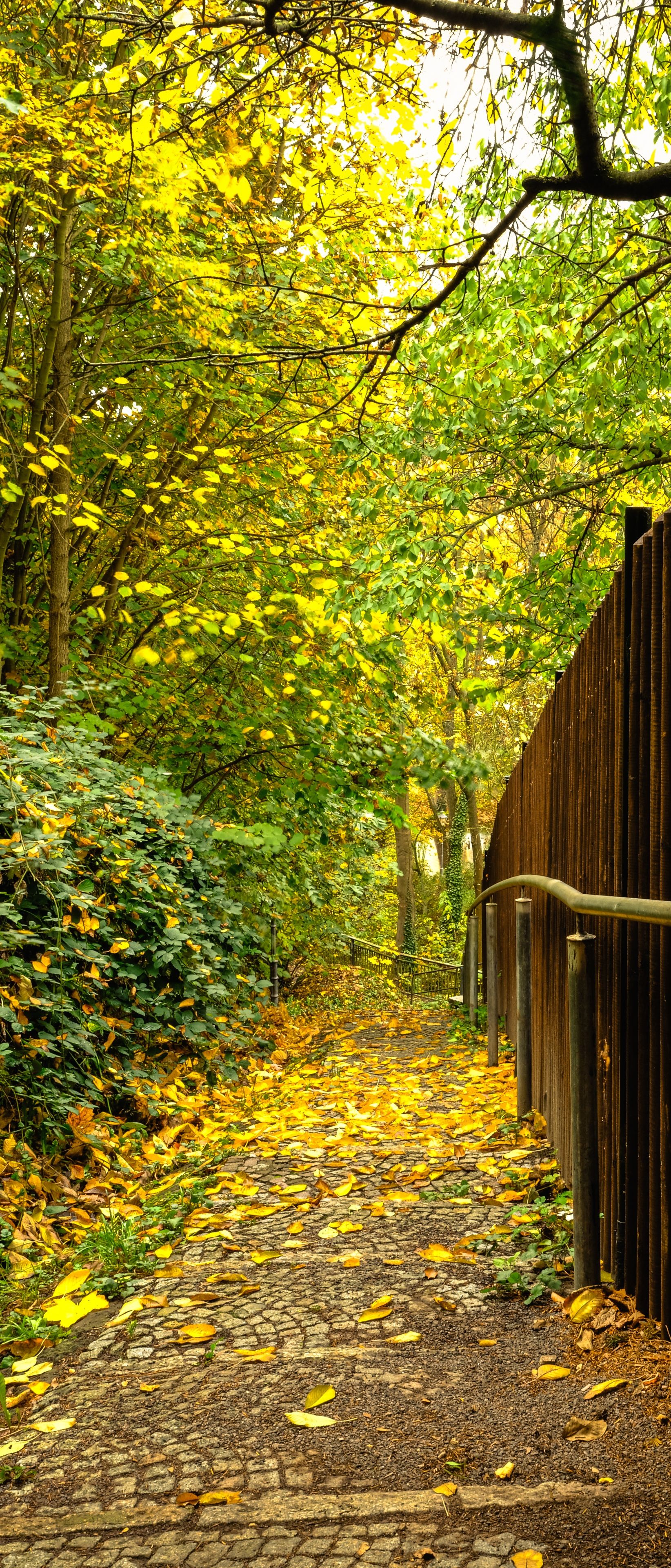 1644x3840 Autumn Forest Path 4K UHD Wallpaper for UltraHD Desktop and TV : Widescreen and UltraWide Display : Smartphone and Tablet Devices