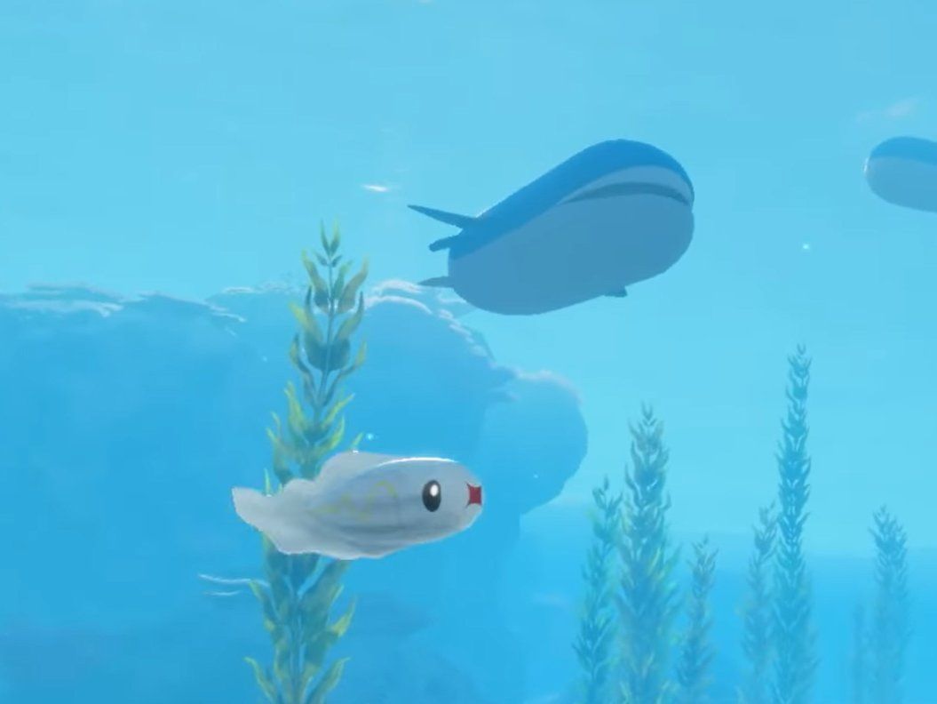 1055x792 Nevermind Tynamo and Wailord are the SAME size in the Pokemon Winds and Waves trailer it's SO OVER