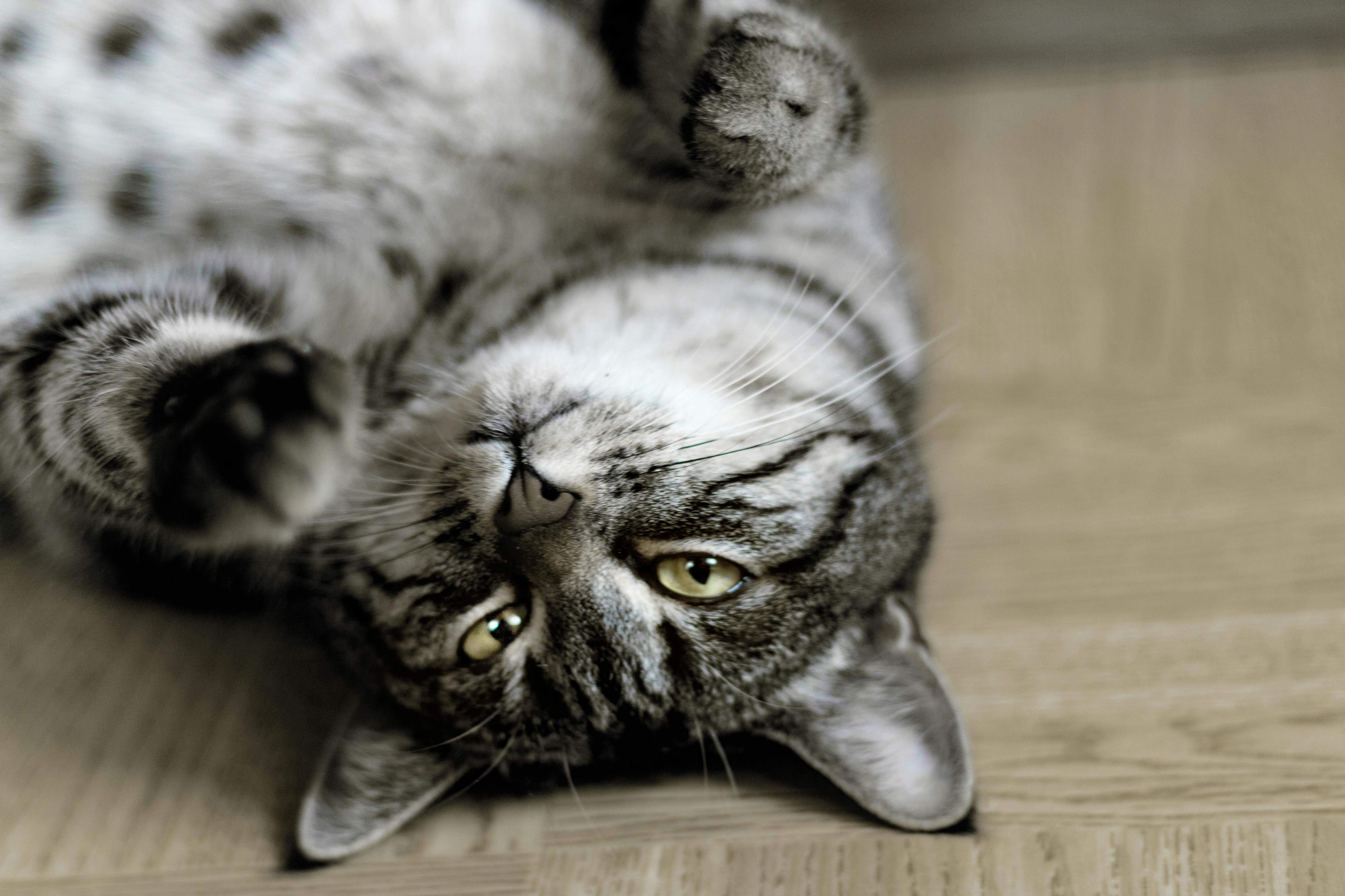 5472x3648 Grey Tabby Cat Lying on Floor Inside Room · Free