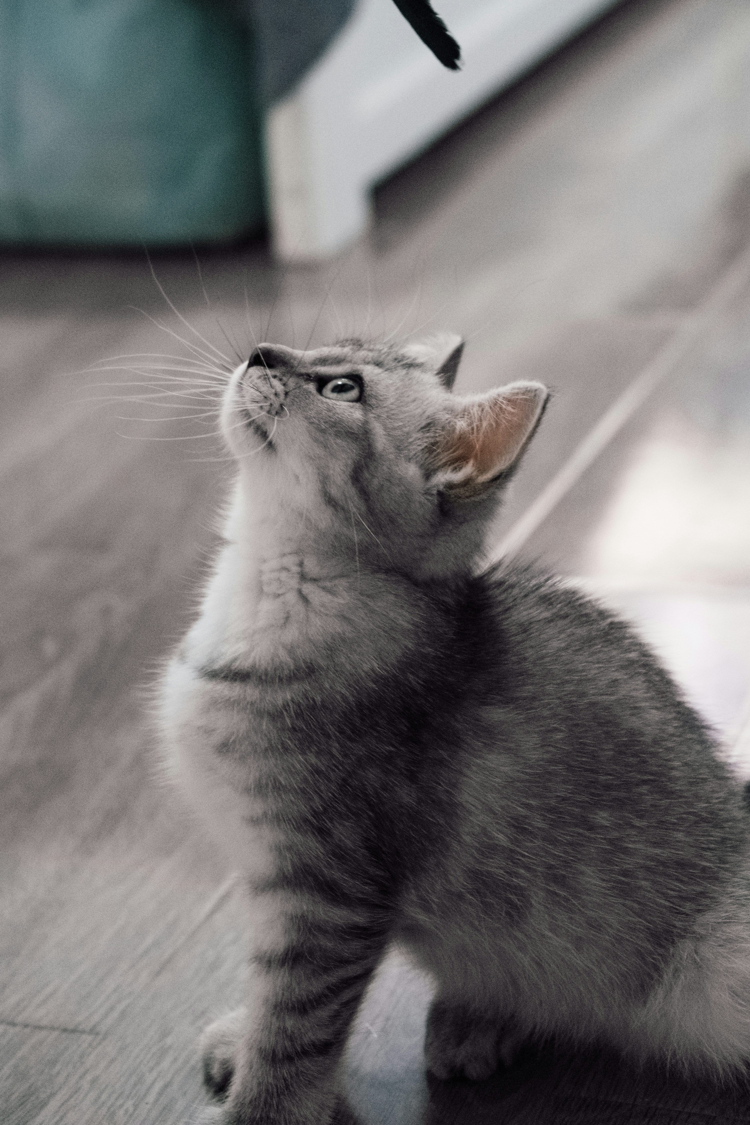 3000x4498 Grey and white tabby kitten photo