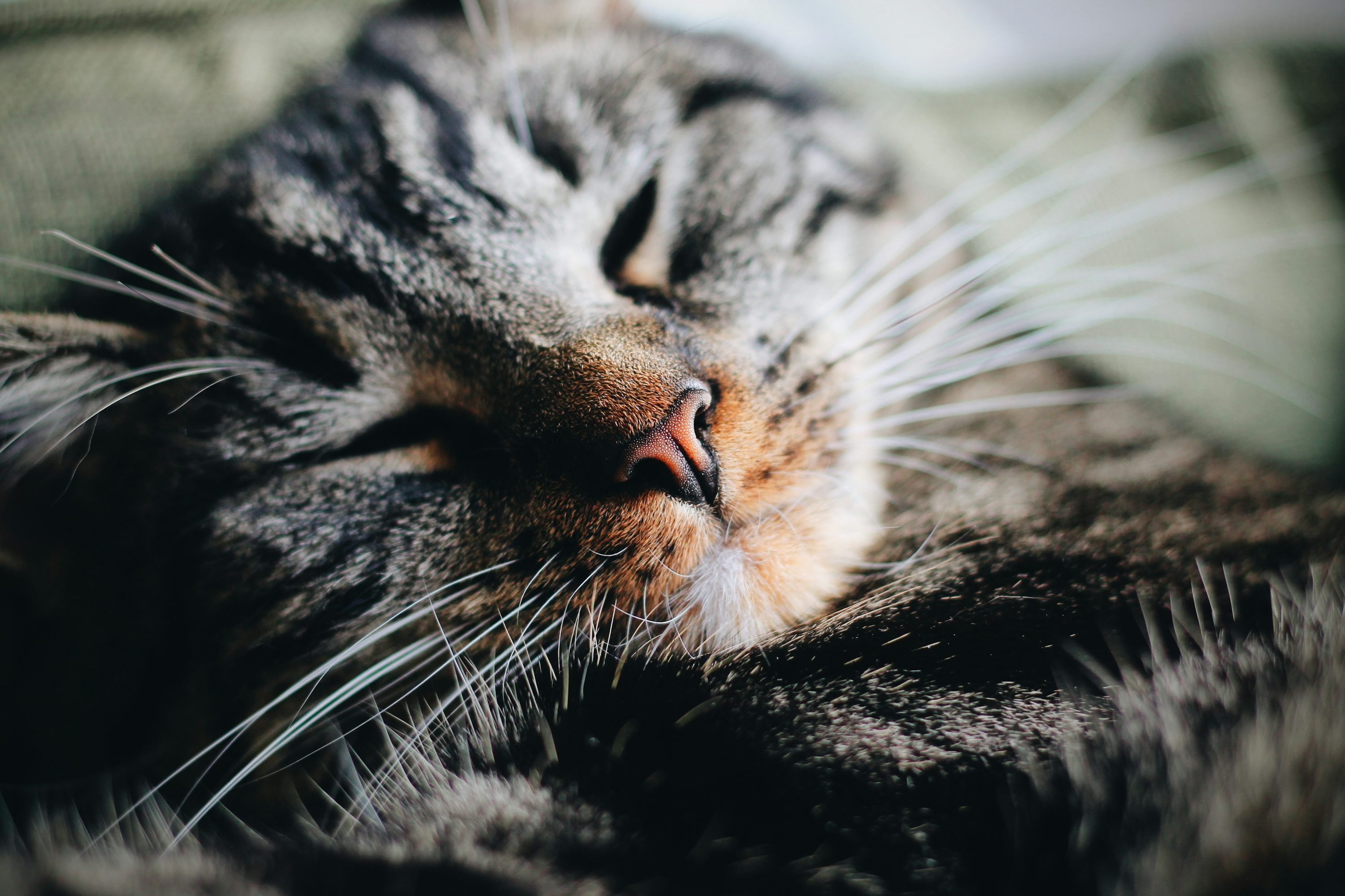 3000x2000 Black and gray tabby cat photo