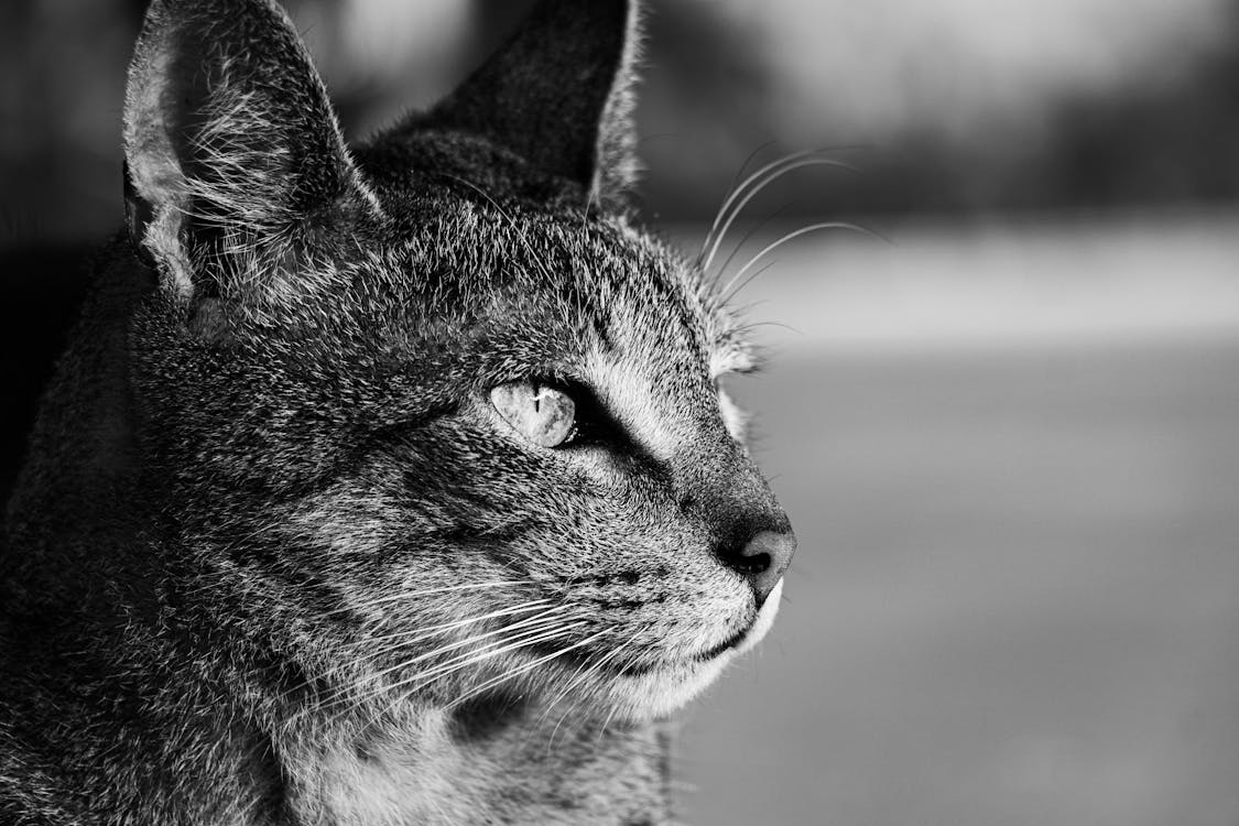 1125x750 Grayscale Photo of a Tabby Cat · Free