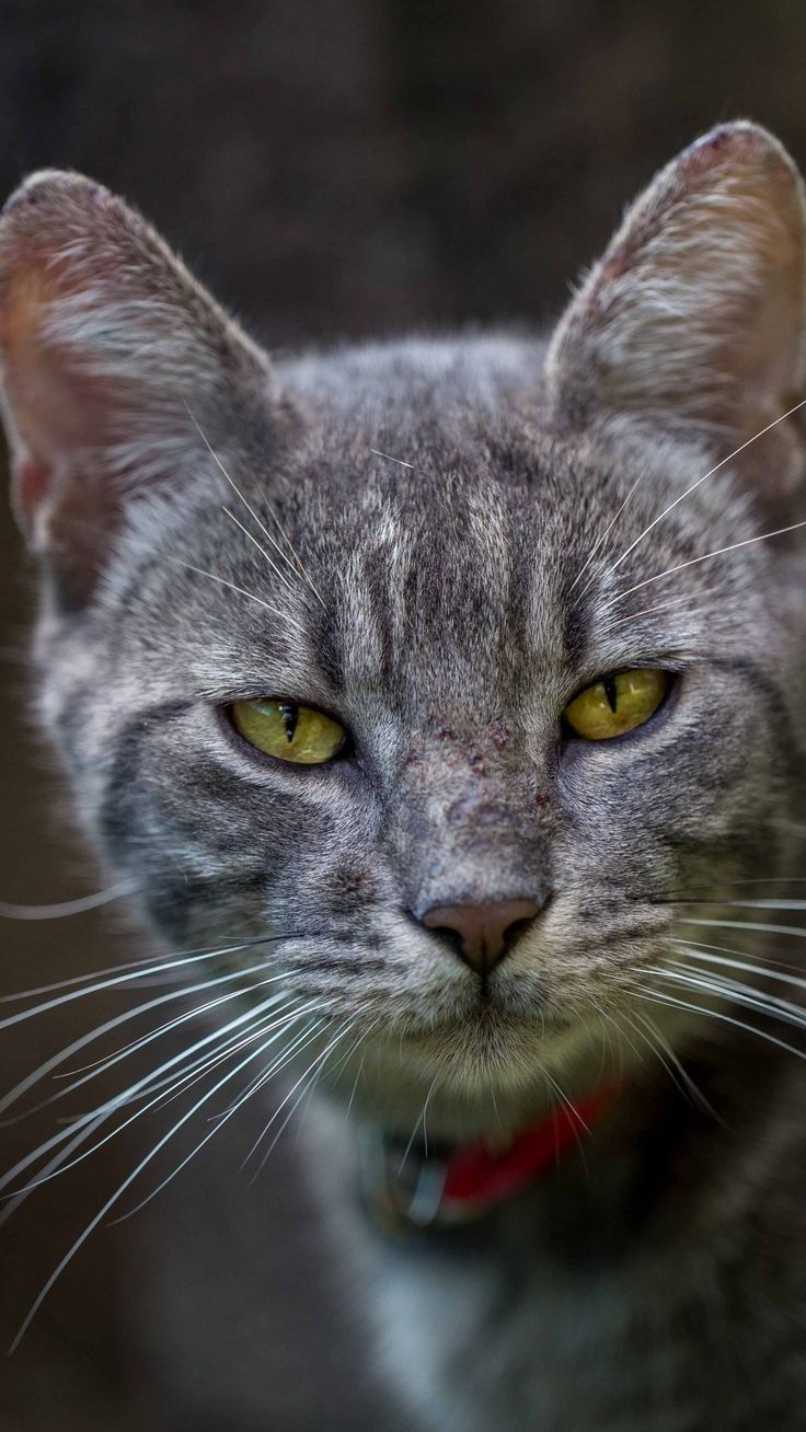 736x1308 Gray Tabby Cat Wallpaper, Android & Desktop Background