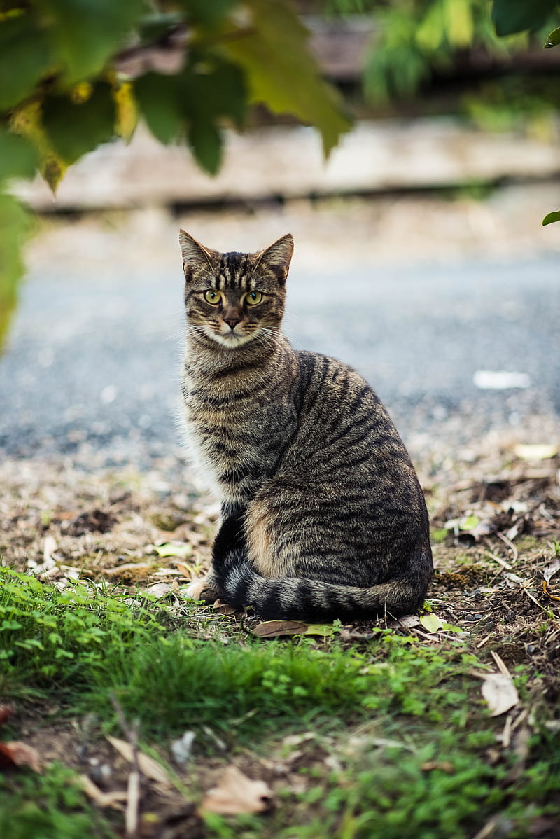 800x1198 HD and black tabby cat wallpaper