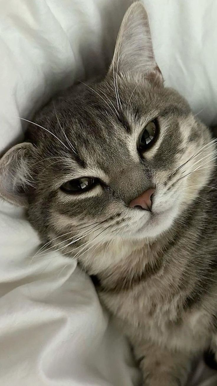 736x1308 cute cat wallpaper
