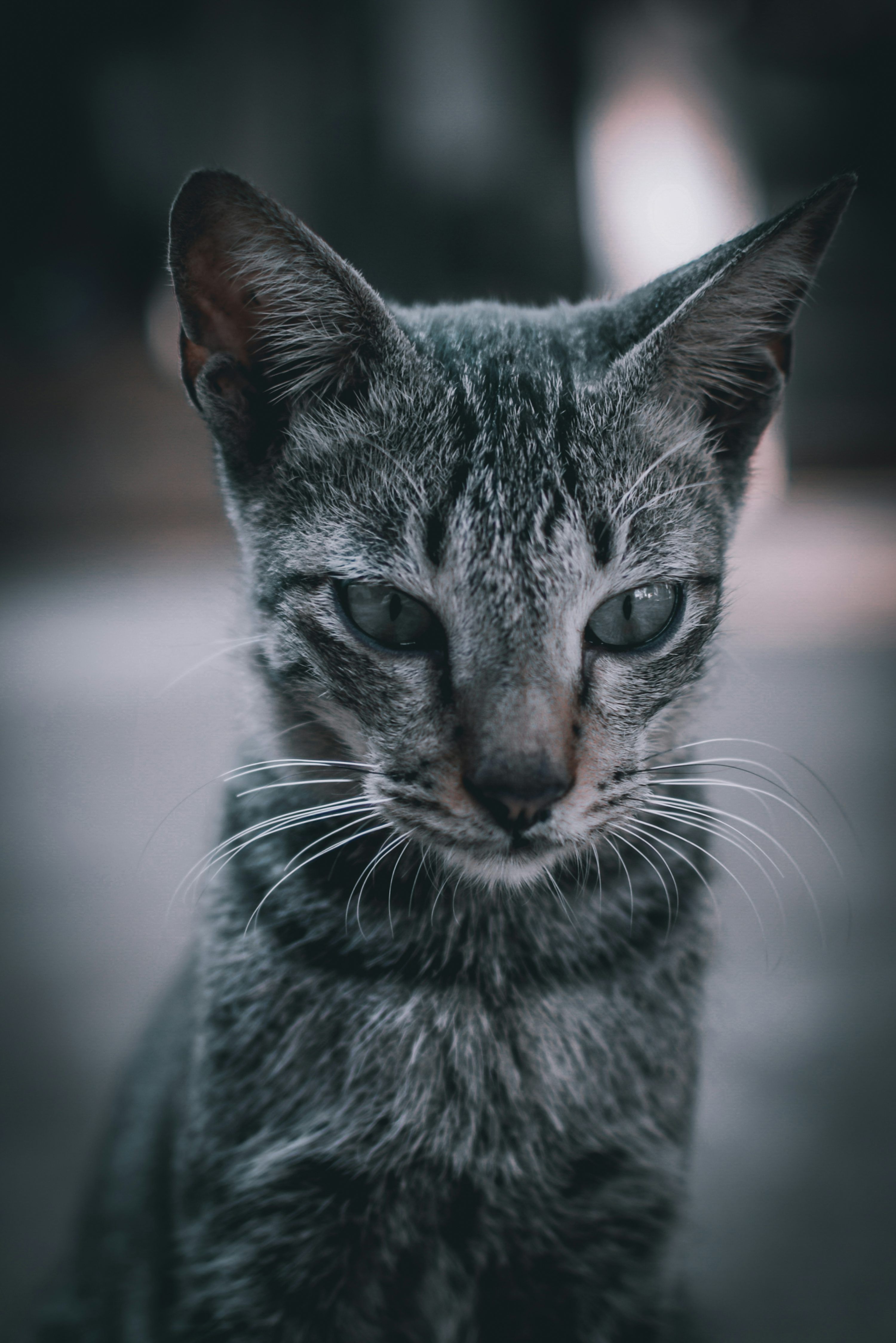 3000x4496 Black and gray tabby cat in macro photography photo