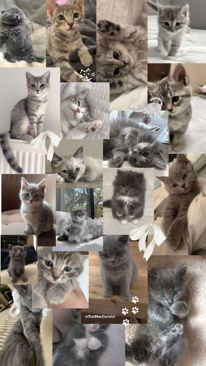 675x1200 Aesthetic Grey Cat Wallpaper Aesthetic Phone