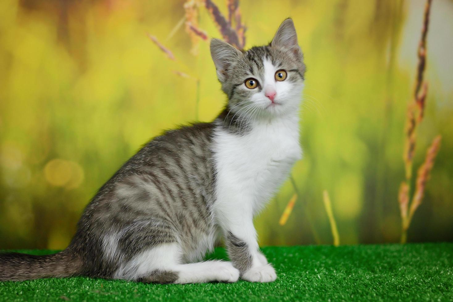 1468x980 Silver tabby cat sitting on green background