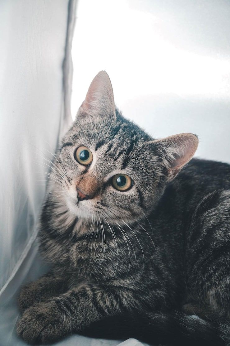 740x1110 Shorthair silver tabby cat Image