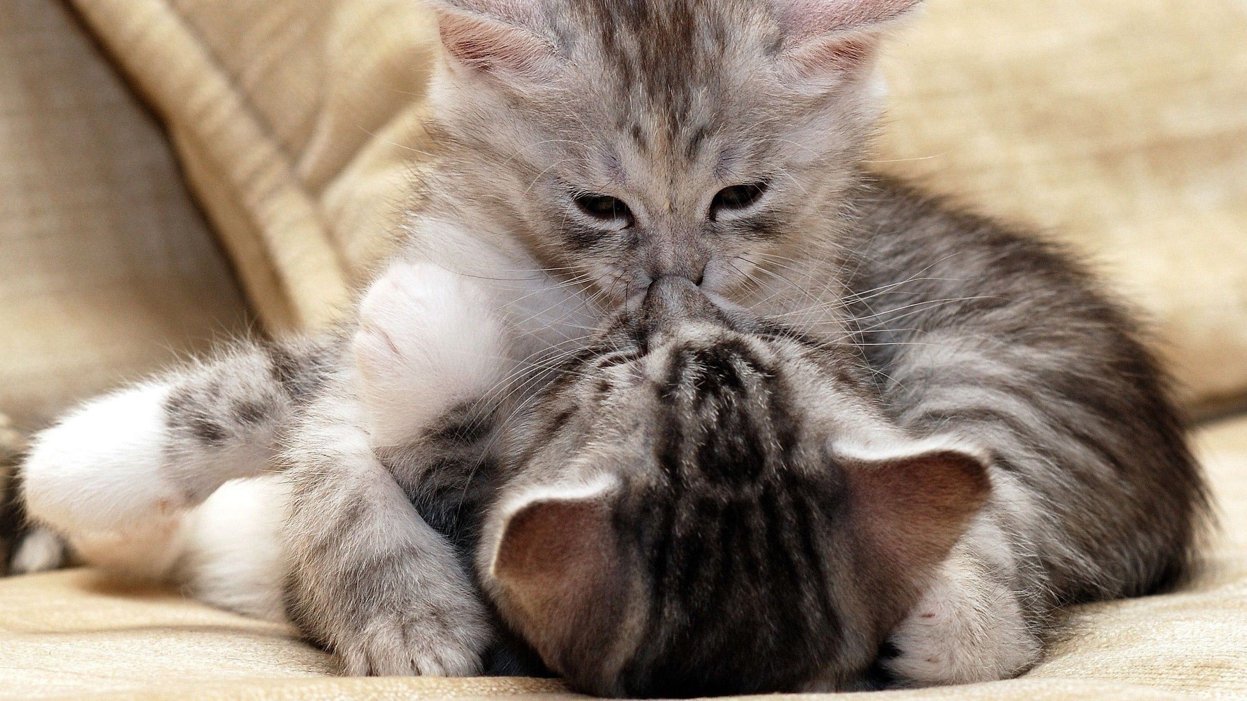 2560x1440 Two Gray Tabby Cat Kittens Hugging Funny Cat HD Funny Cat Wallpaper